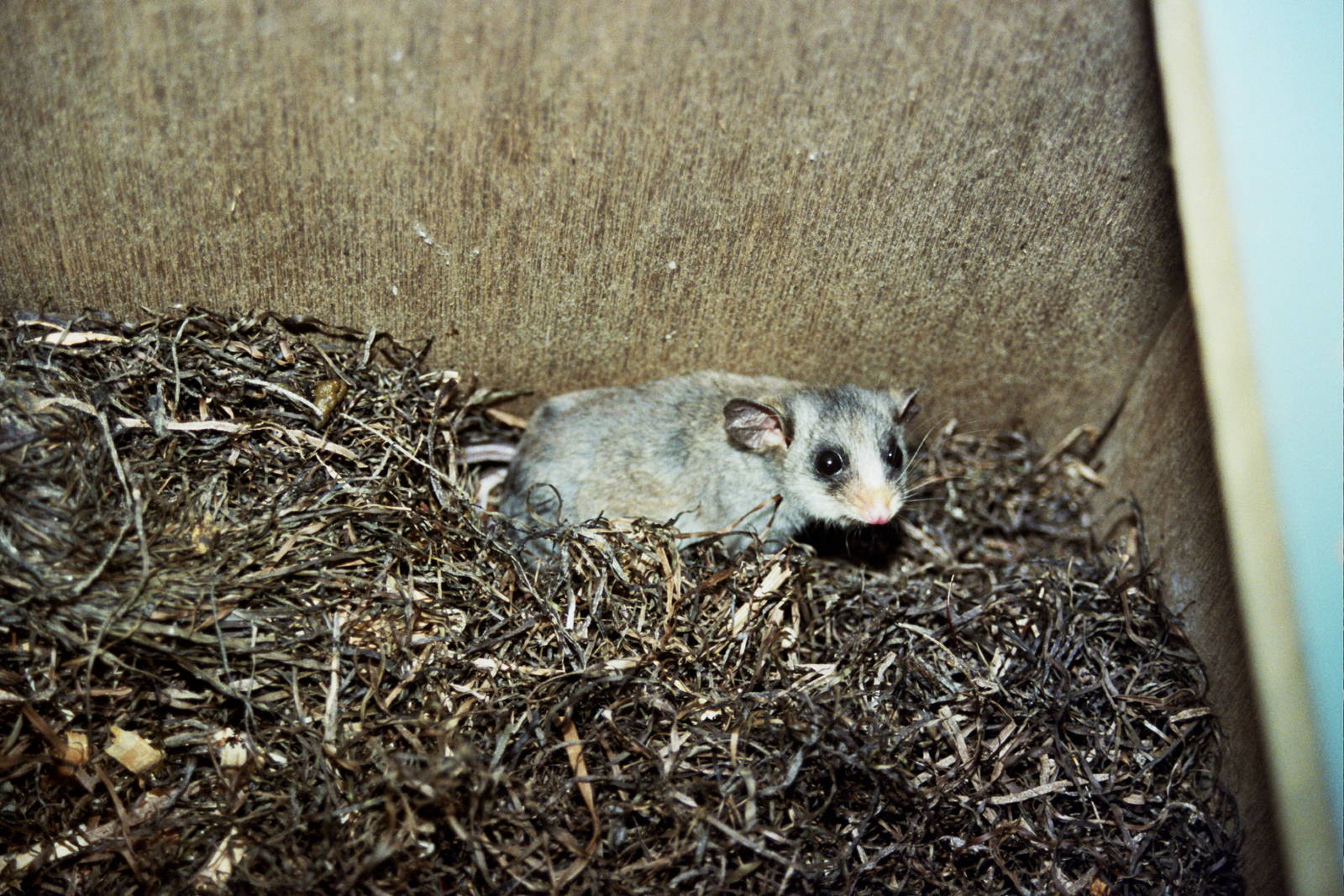 Healesville Sanctuary 2007