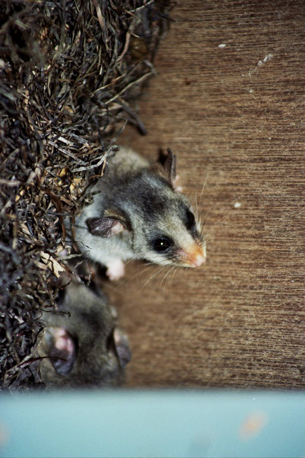 Healesville Sanctuary 2007
