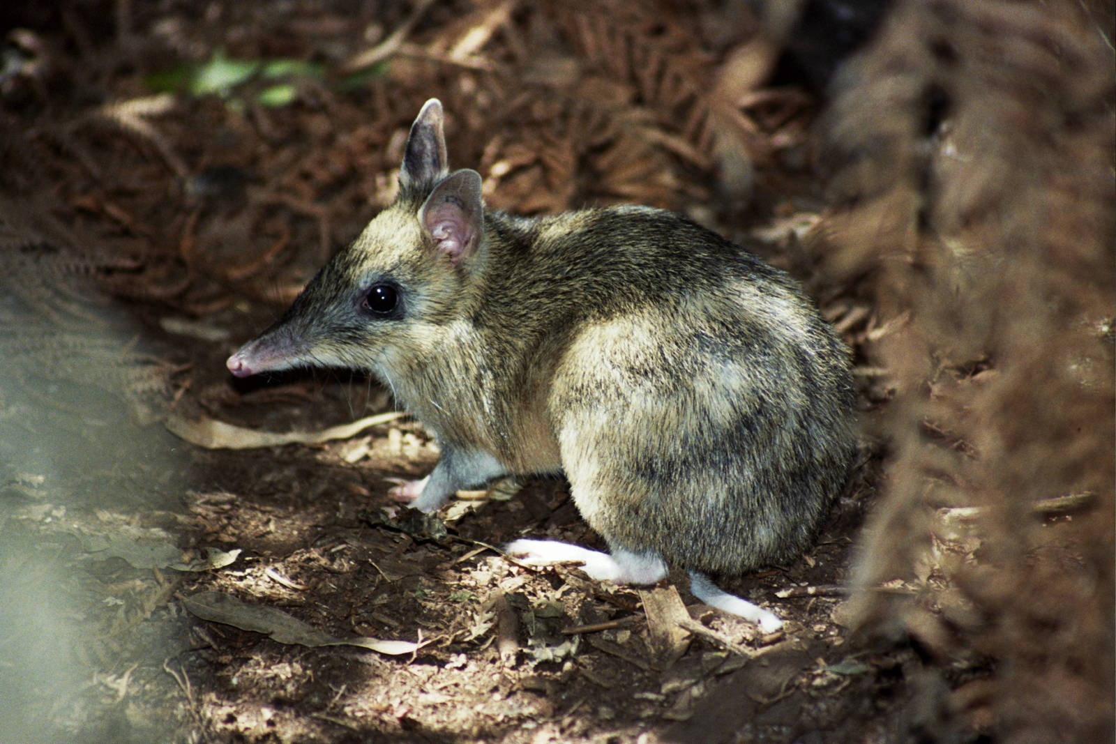 Healesville Sanctuary 2007