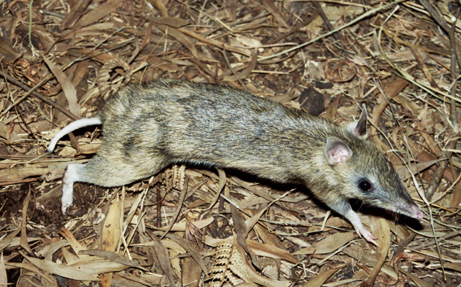 Healesville Sanctuary 2007