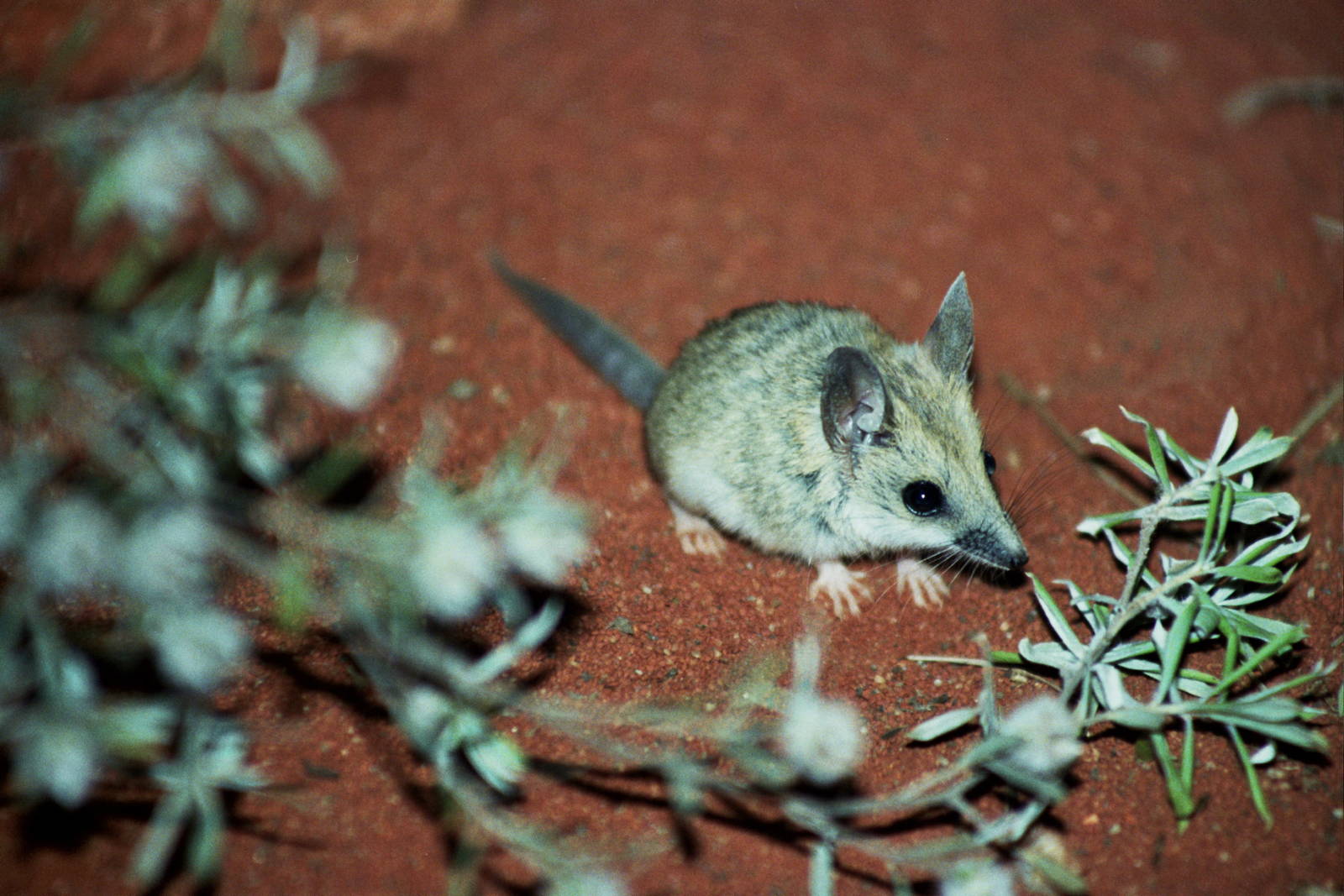 Healesville Sanctuary 2007