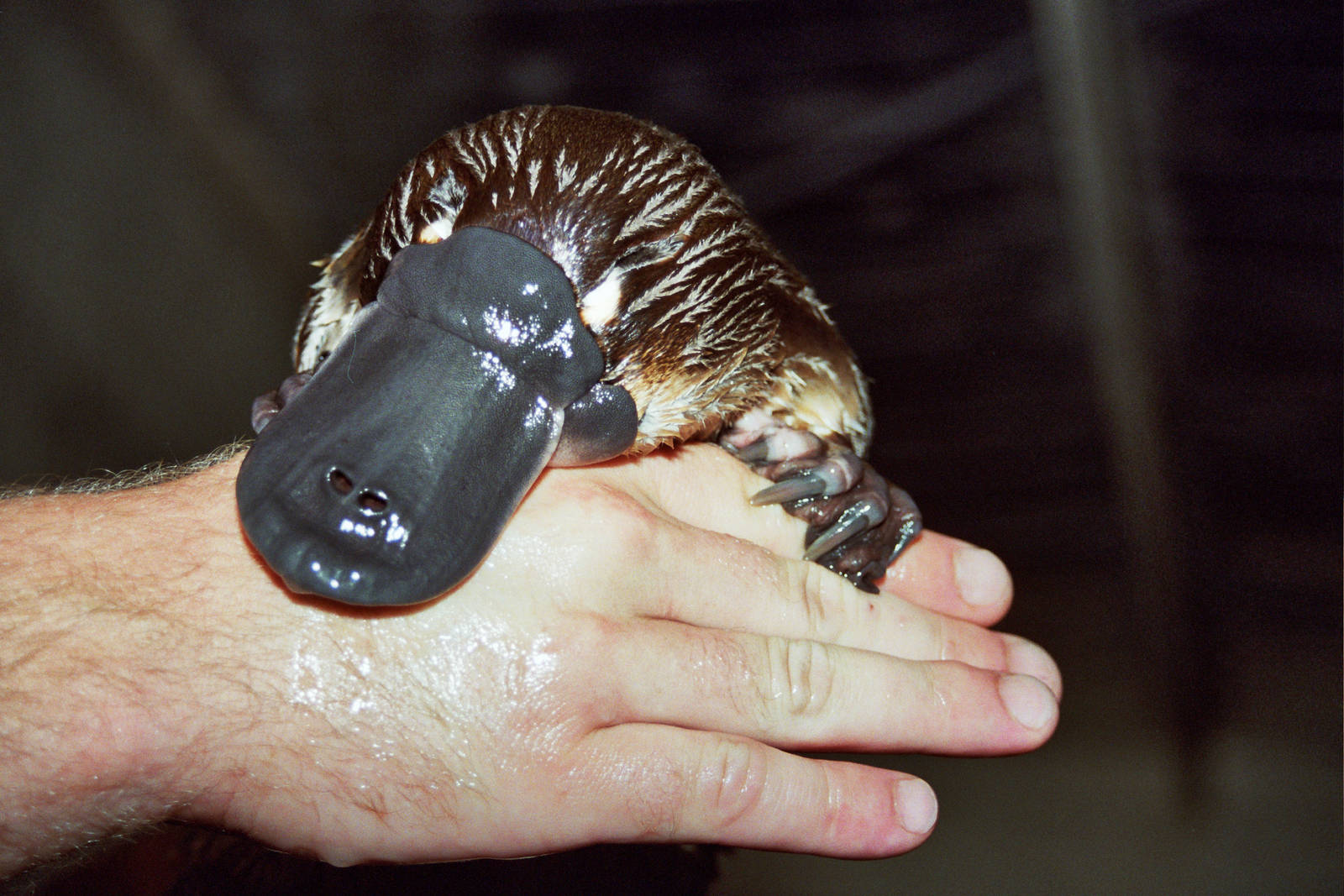 Healesville Sanctuary 2007