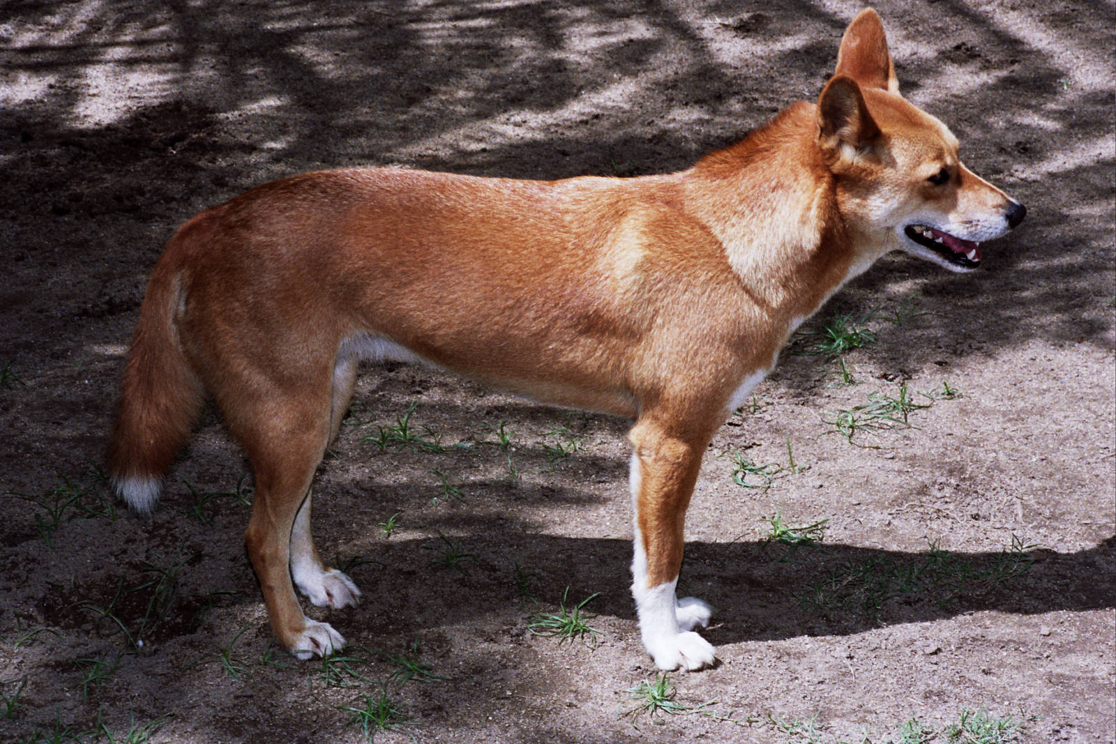 Healesville Sanctuary 2007