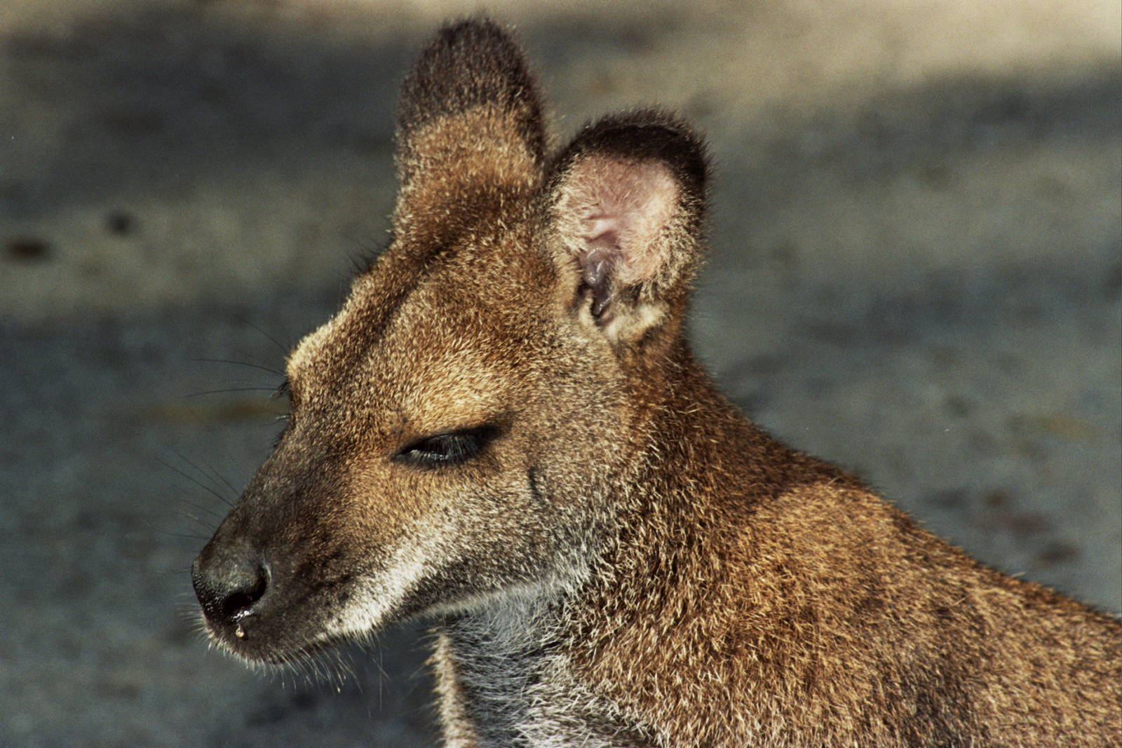 Healesville Sanctuary 2007
