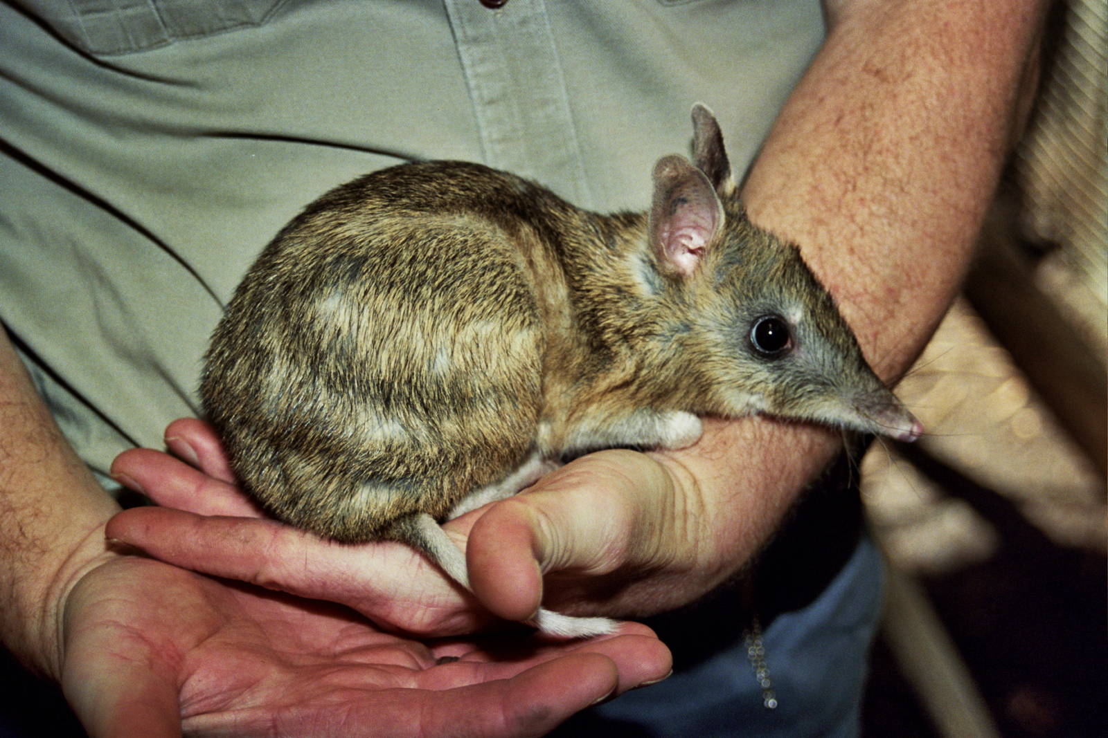 Healesville Sanctuary 2007