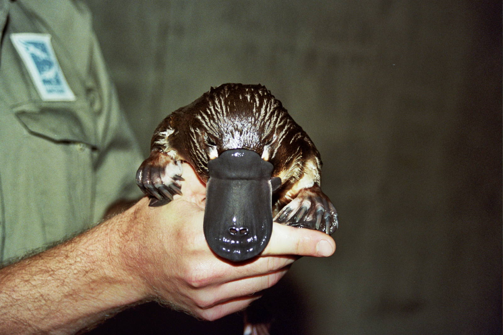 Healesville Sanctuary 2007