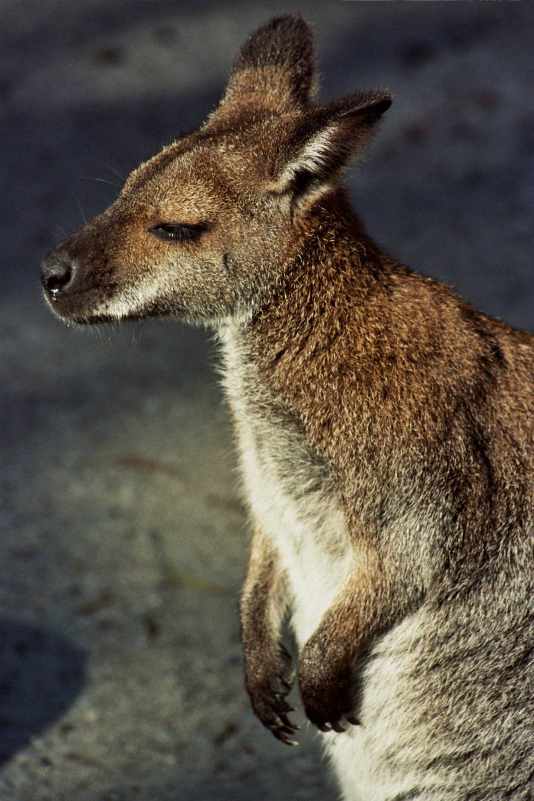 Healesville Sanctuary 2007