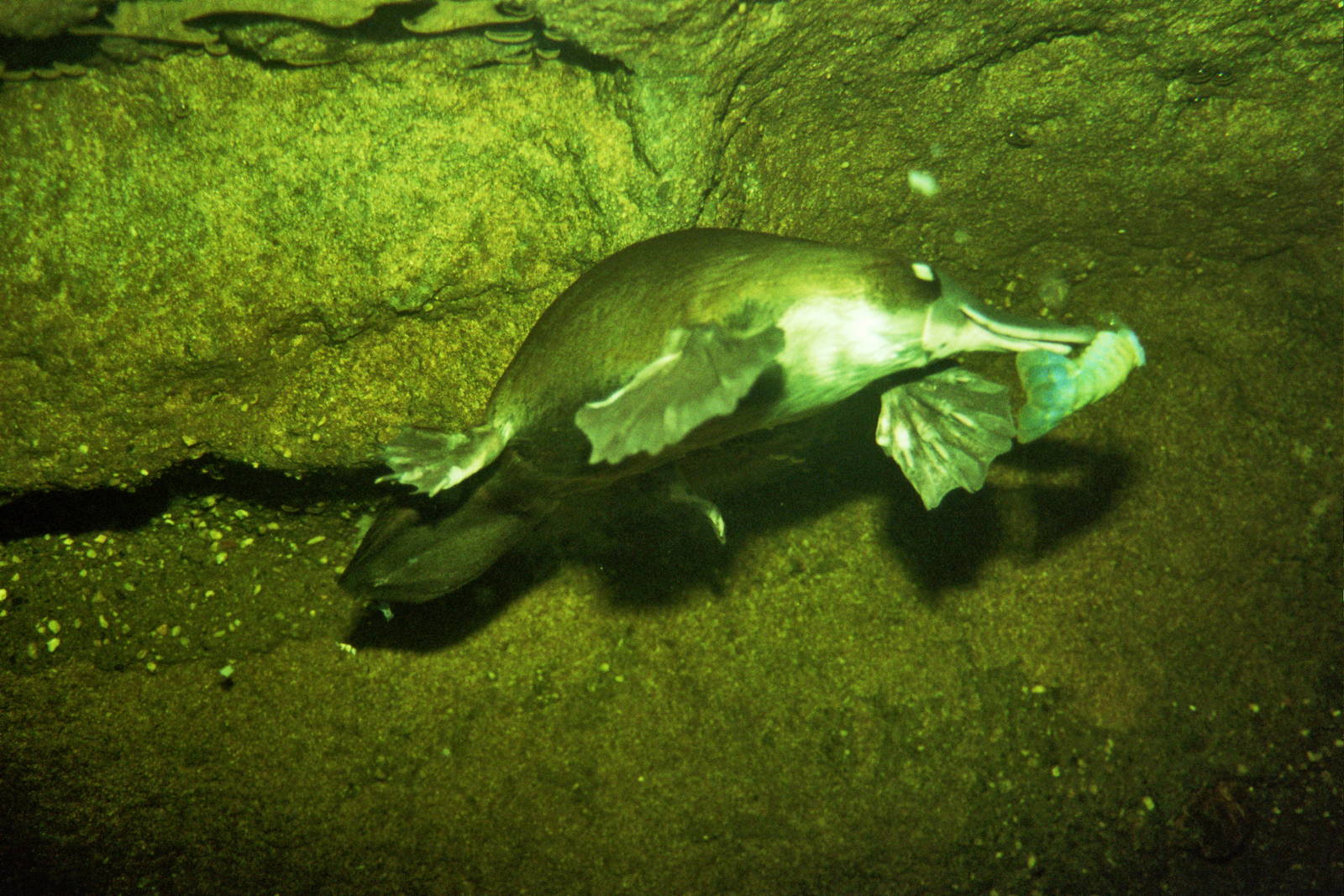 Healesville Sanctuary 2007