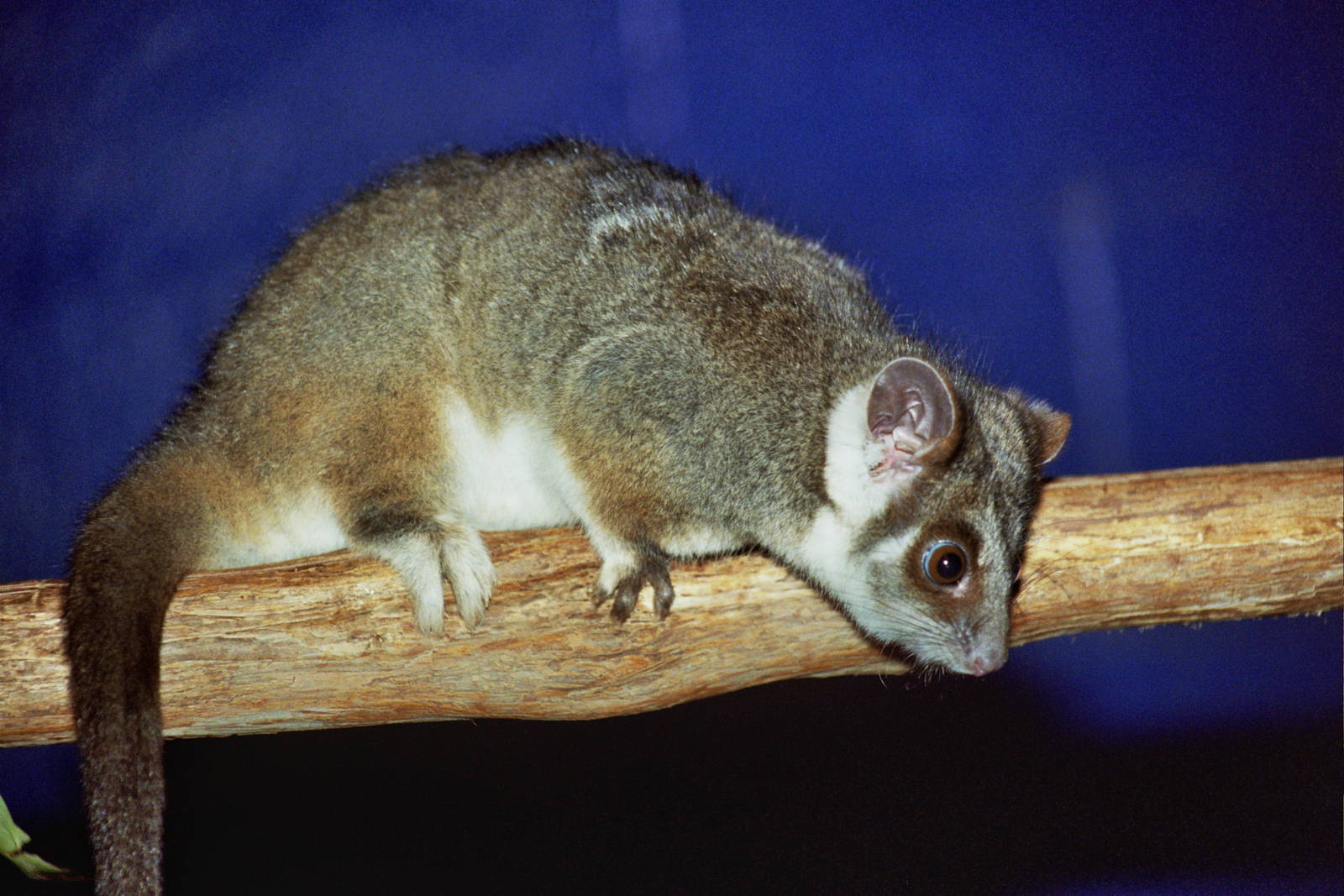 Healesville Sanctuary 2007