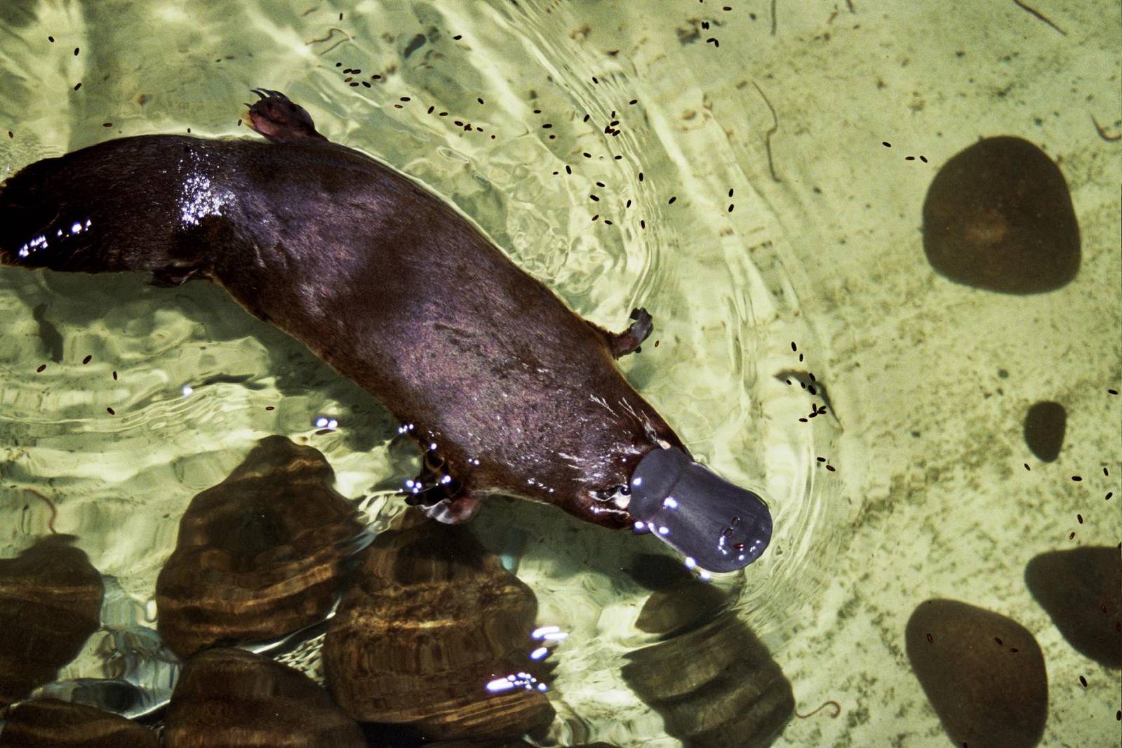 Healesville Sanctuary 2007
