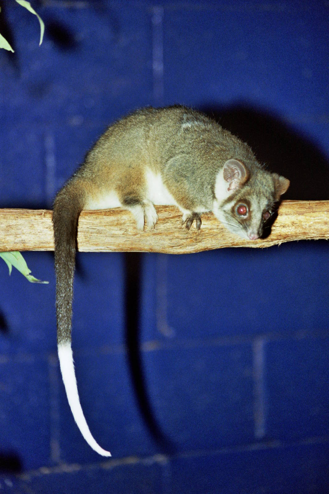 Healesville Sanctuary 2007