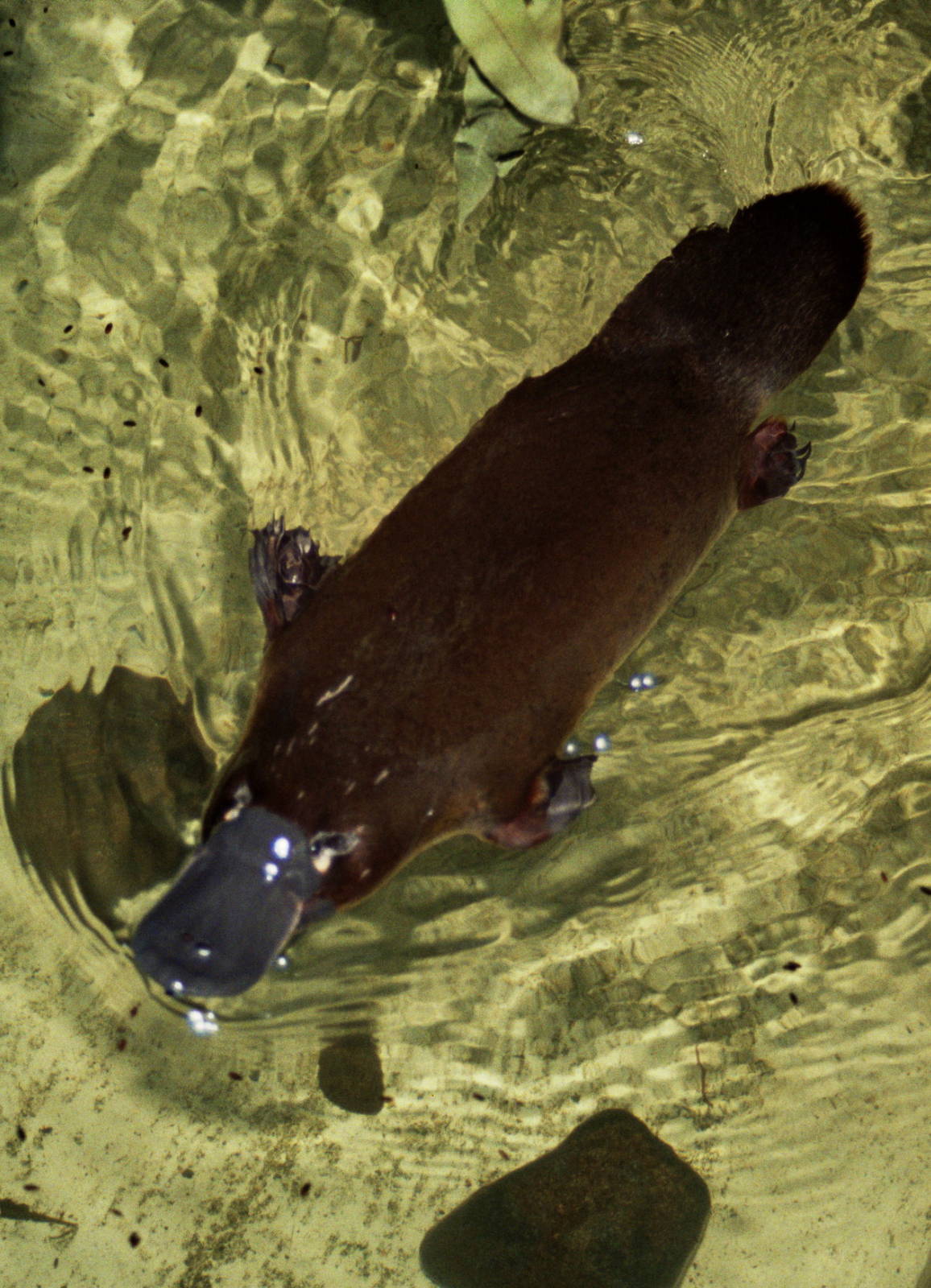 Healesville Sanctuary 2007
