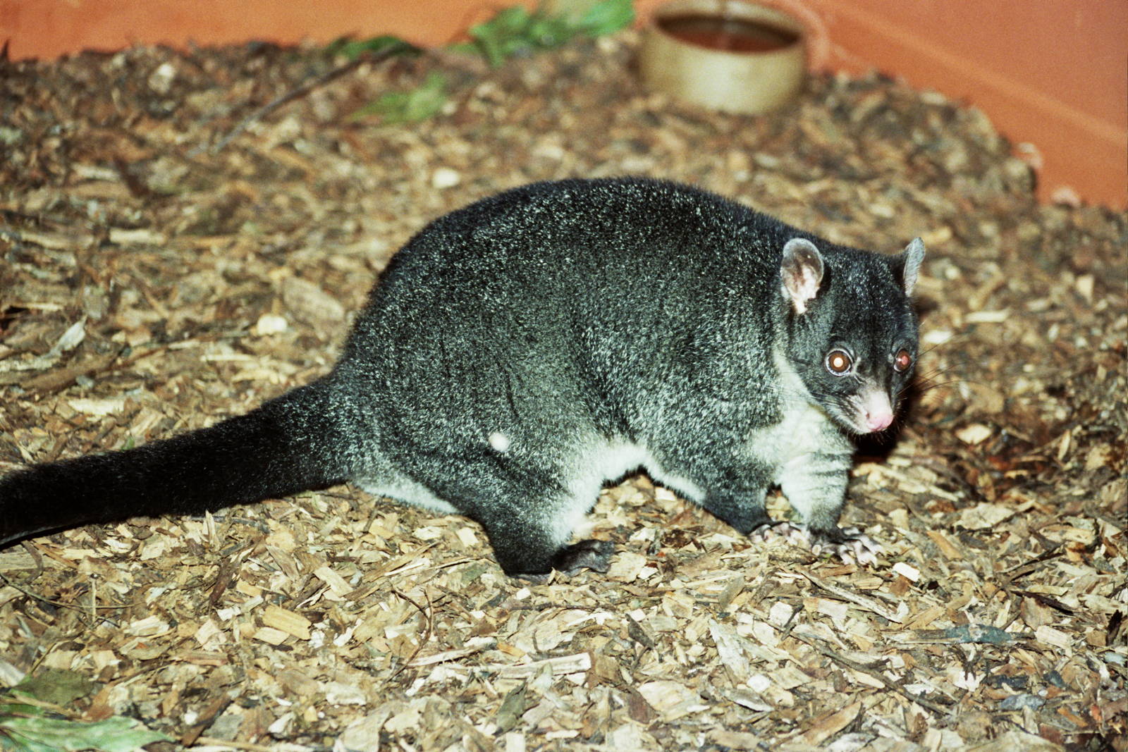 Healesville Sanctuary 2007