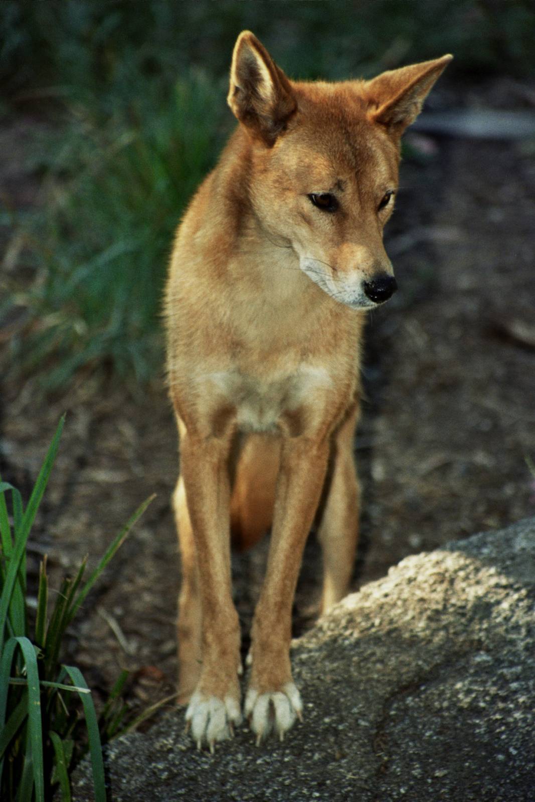 Healesville Sanctuary 2007