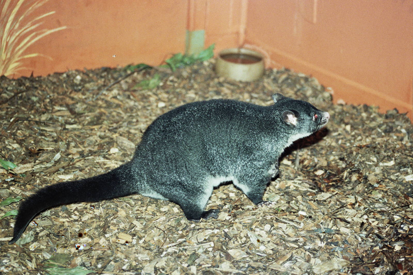 Healesville Sanctuary 2007