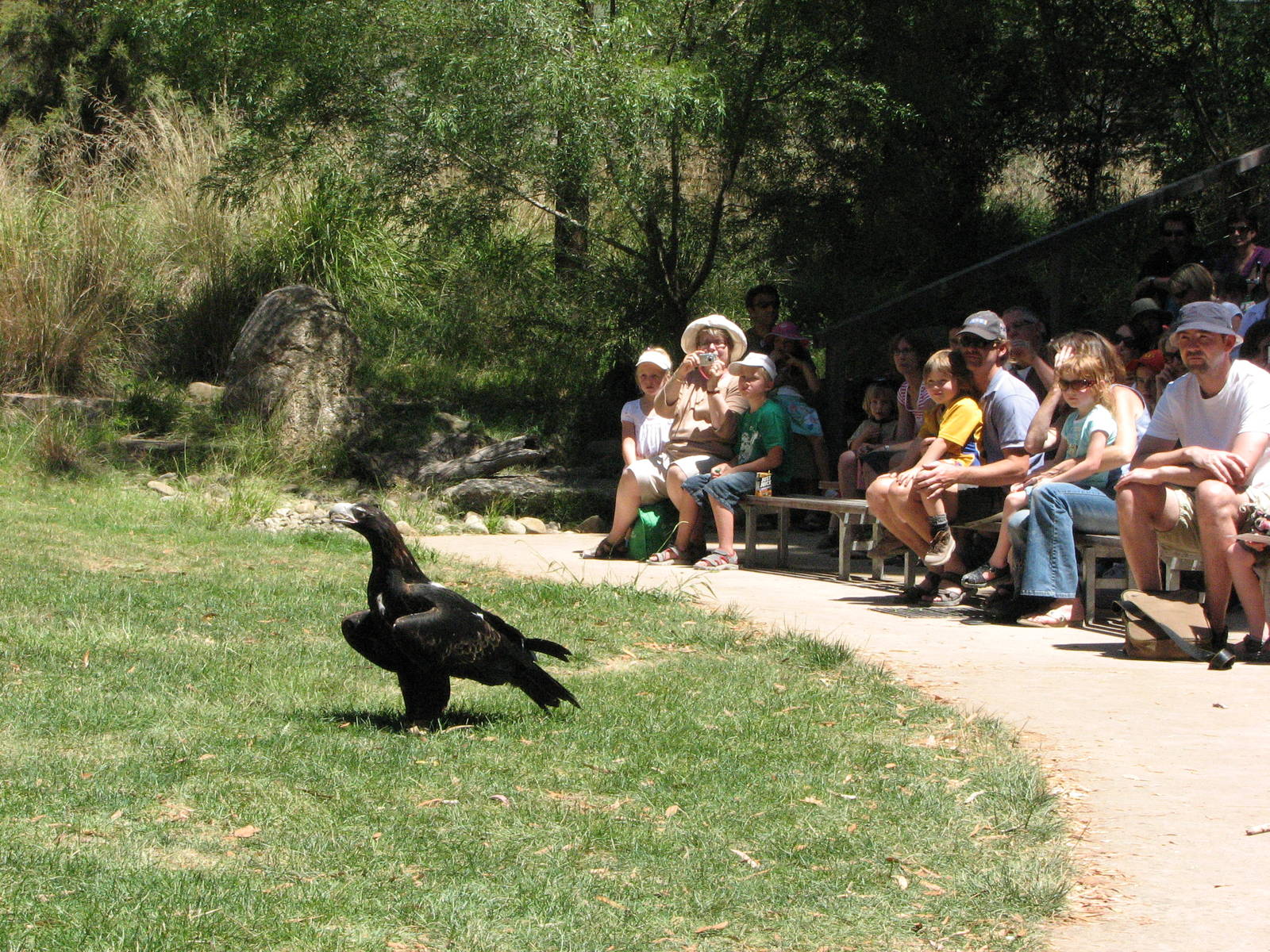 Healesville Sanctuary - Birds of Prey show