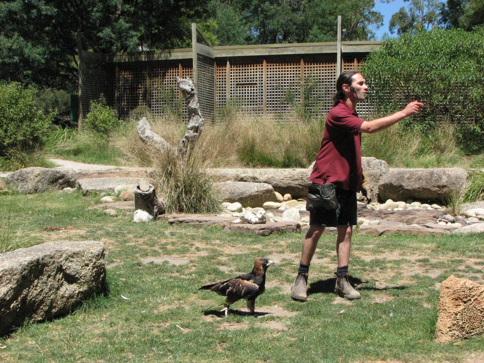 Healesville Sanctuary - Birds of Prey show
