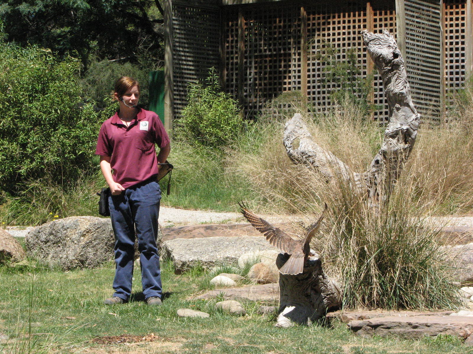 Healesville Sanctuary - Birds of Prey show