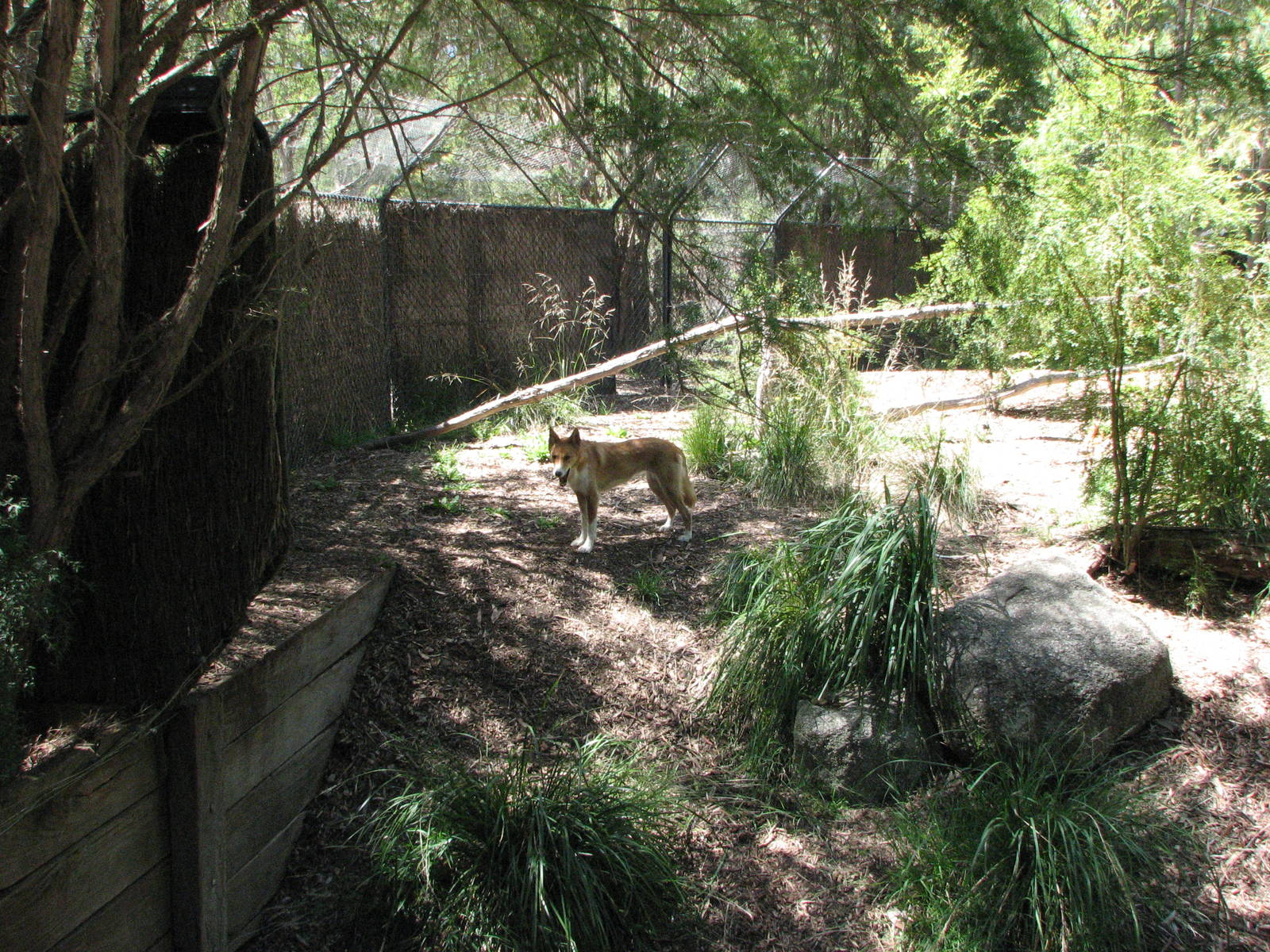 Healesville Sanctuary - Dingo enclosure