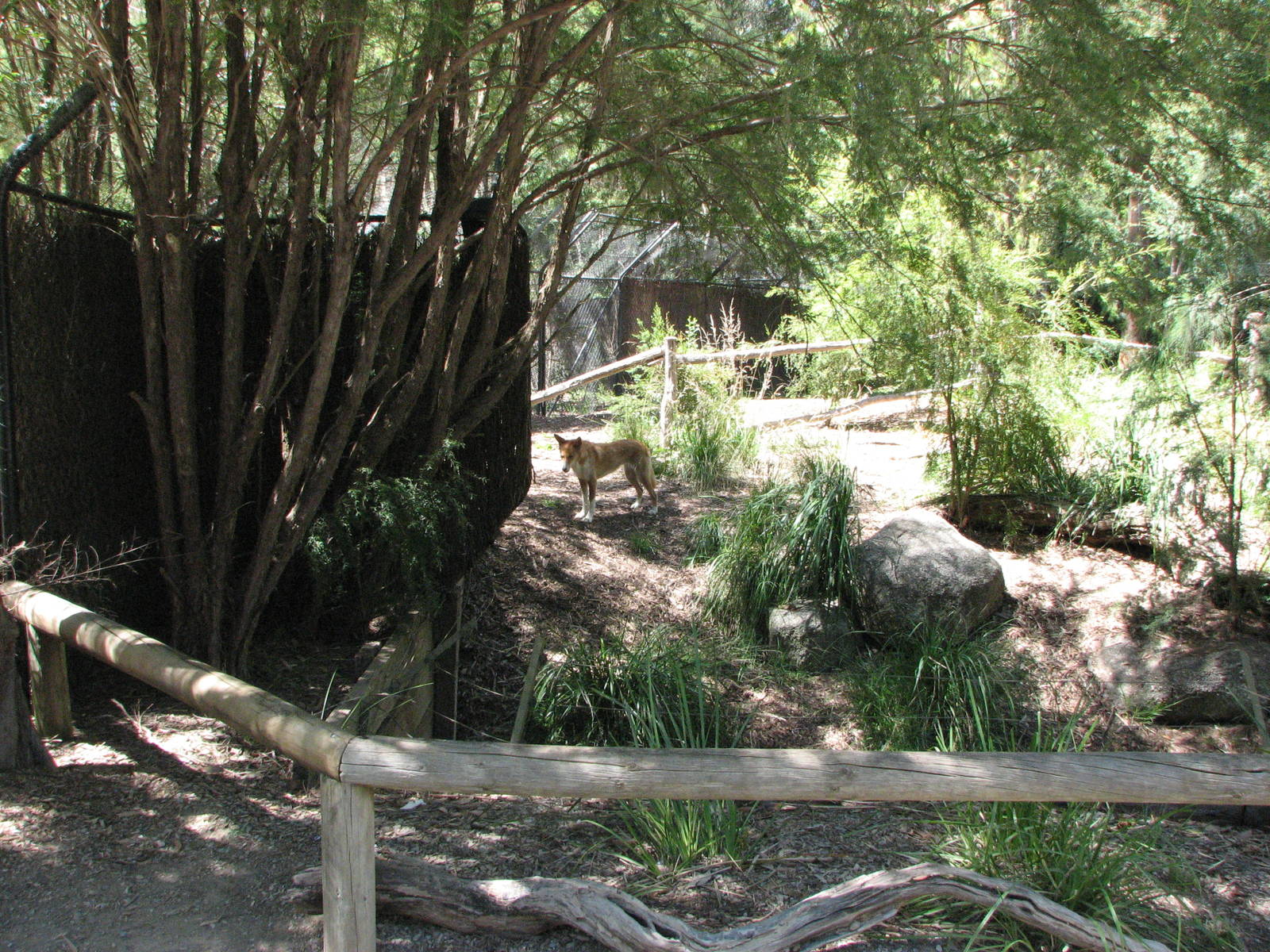 Healesville Sanctuary - Dingo enclosure