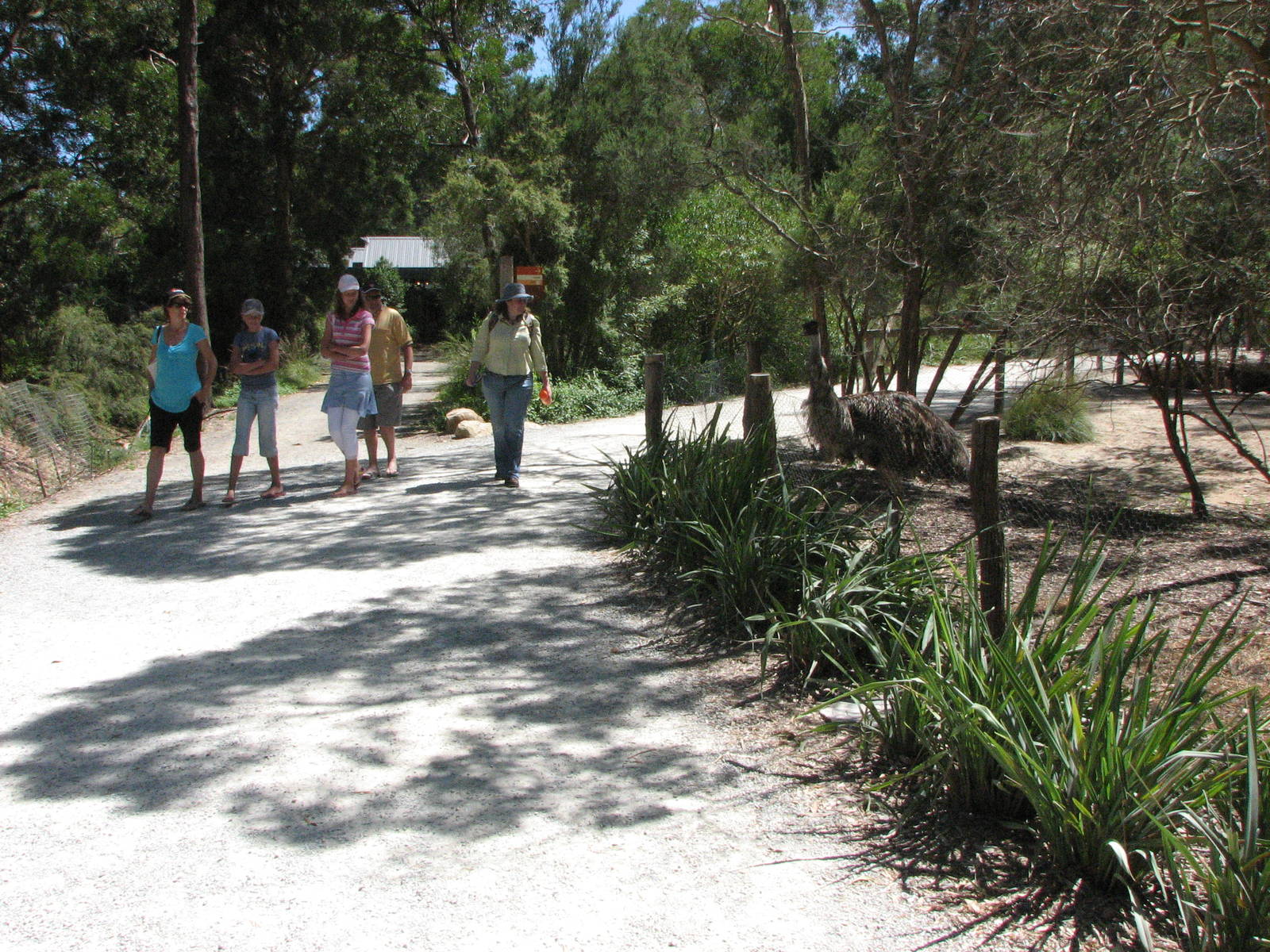 Healesville Sanctuary - Emu enclosure