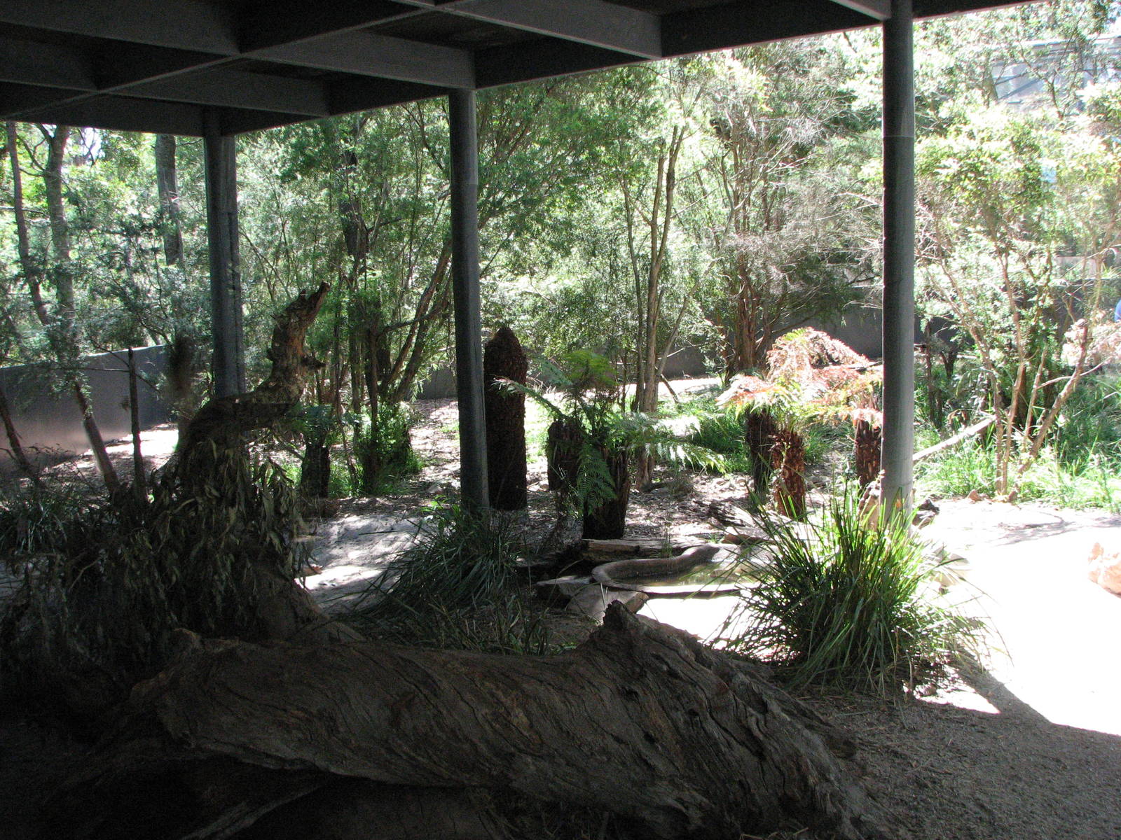 Healesville Sanctuary - Primary exhibit for Tasmanian Devil