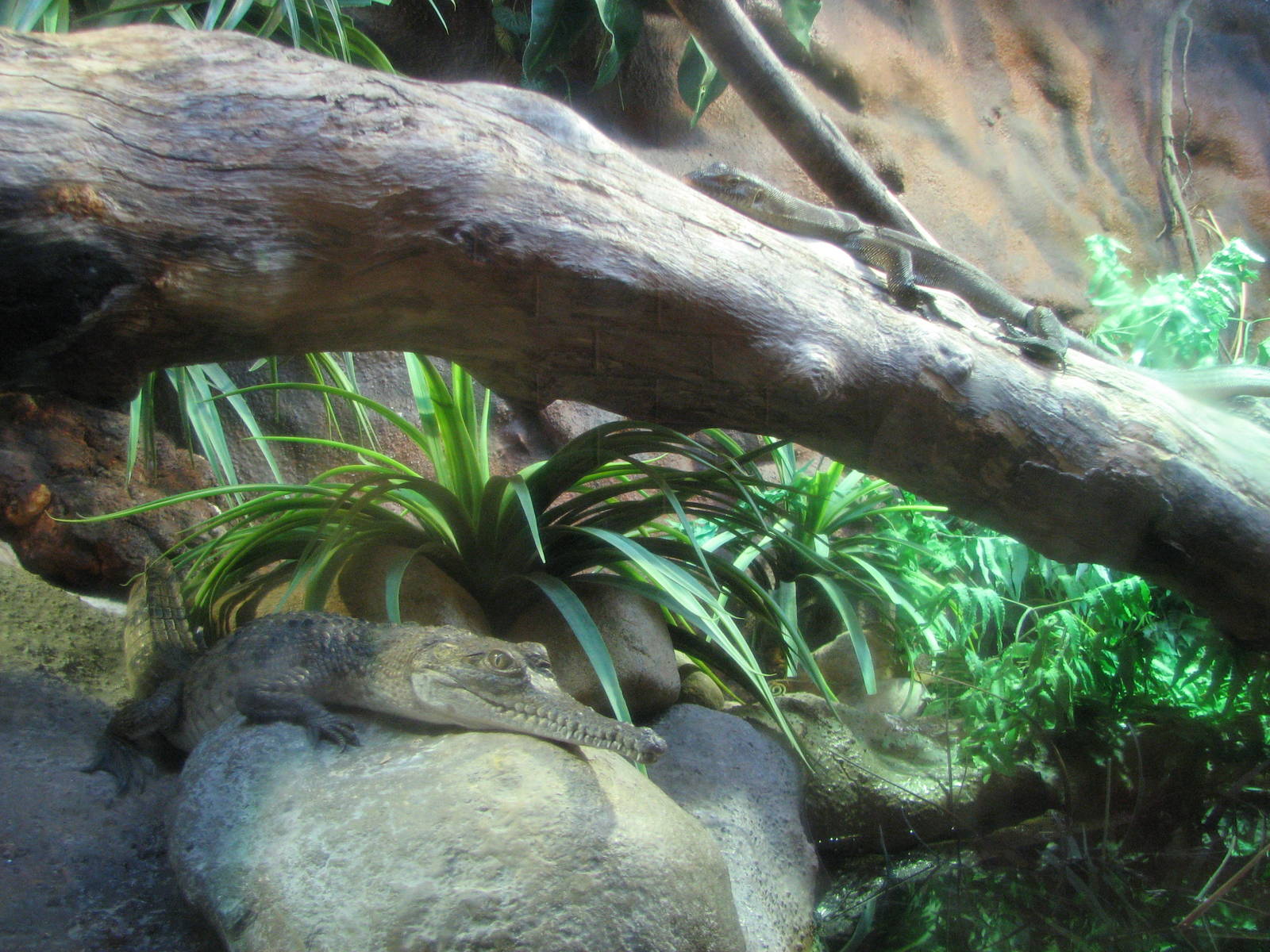Healesville Sanctuary - Small Freshwater Crocodile