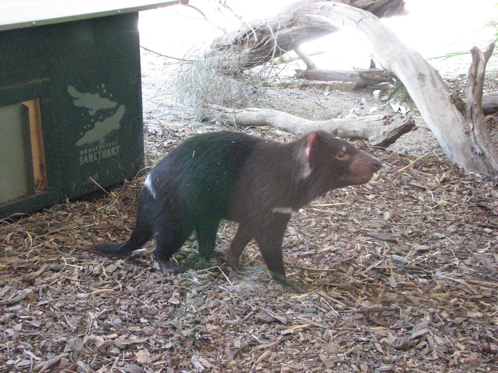 Healesville Sanctuary - Tasmanian Devil
