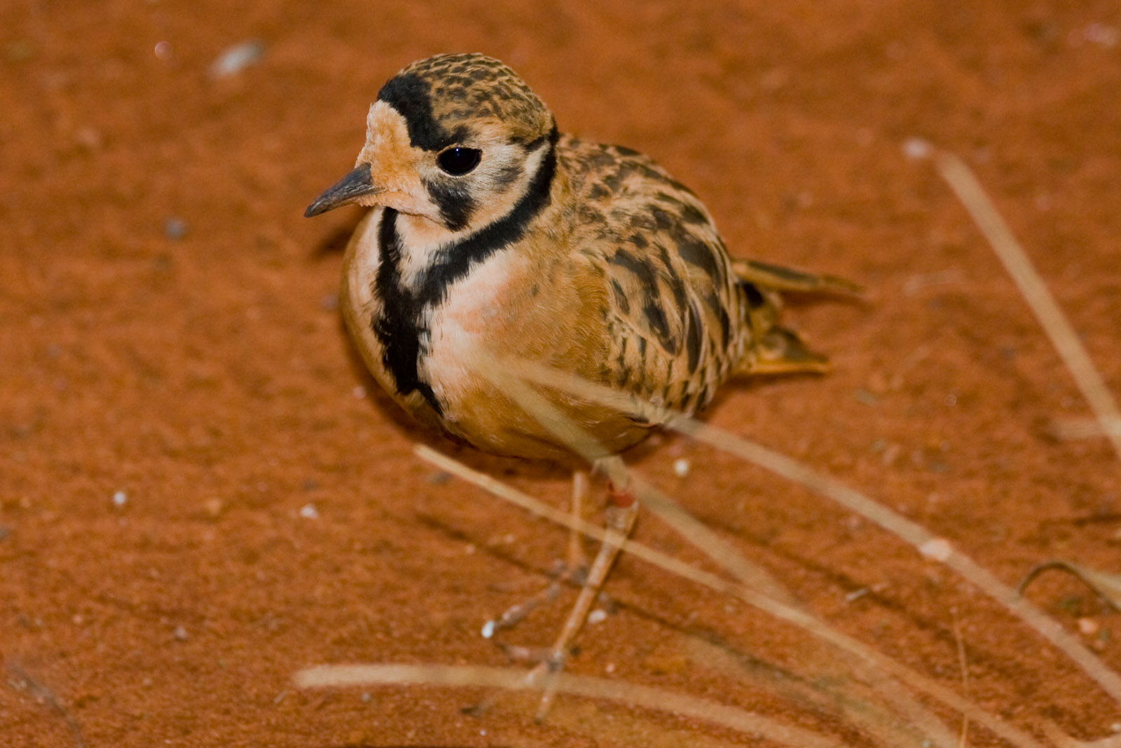 Healseville - Sep 2008