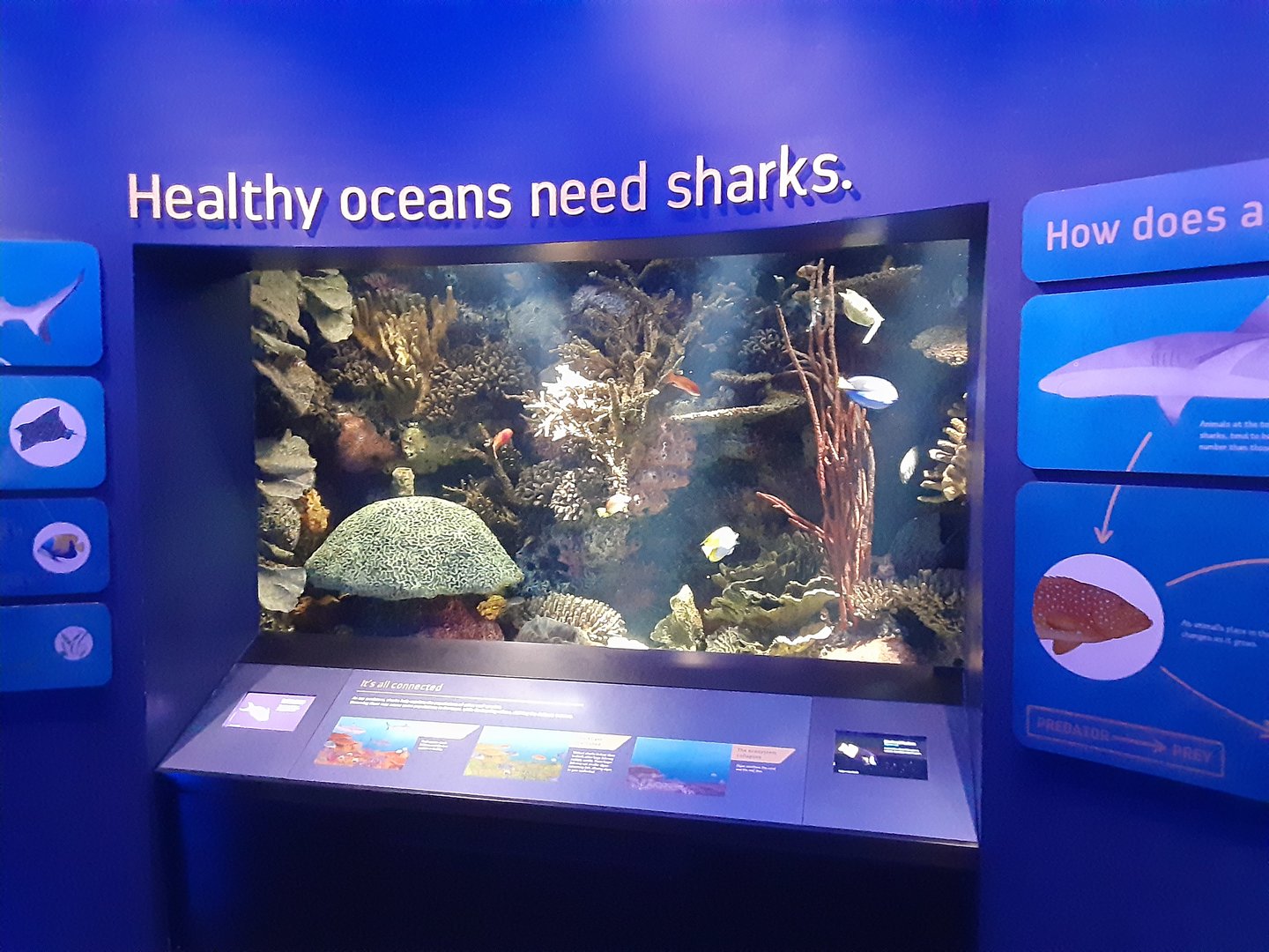 "Healthy Oceans Need Sharks"