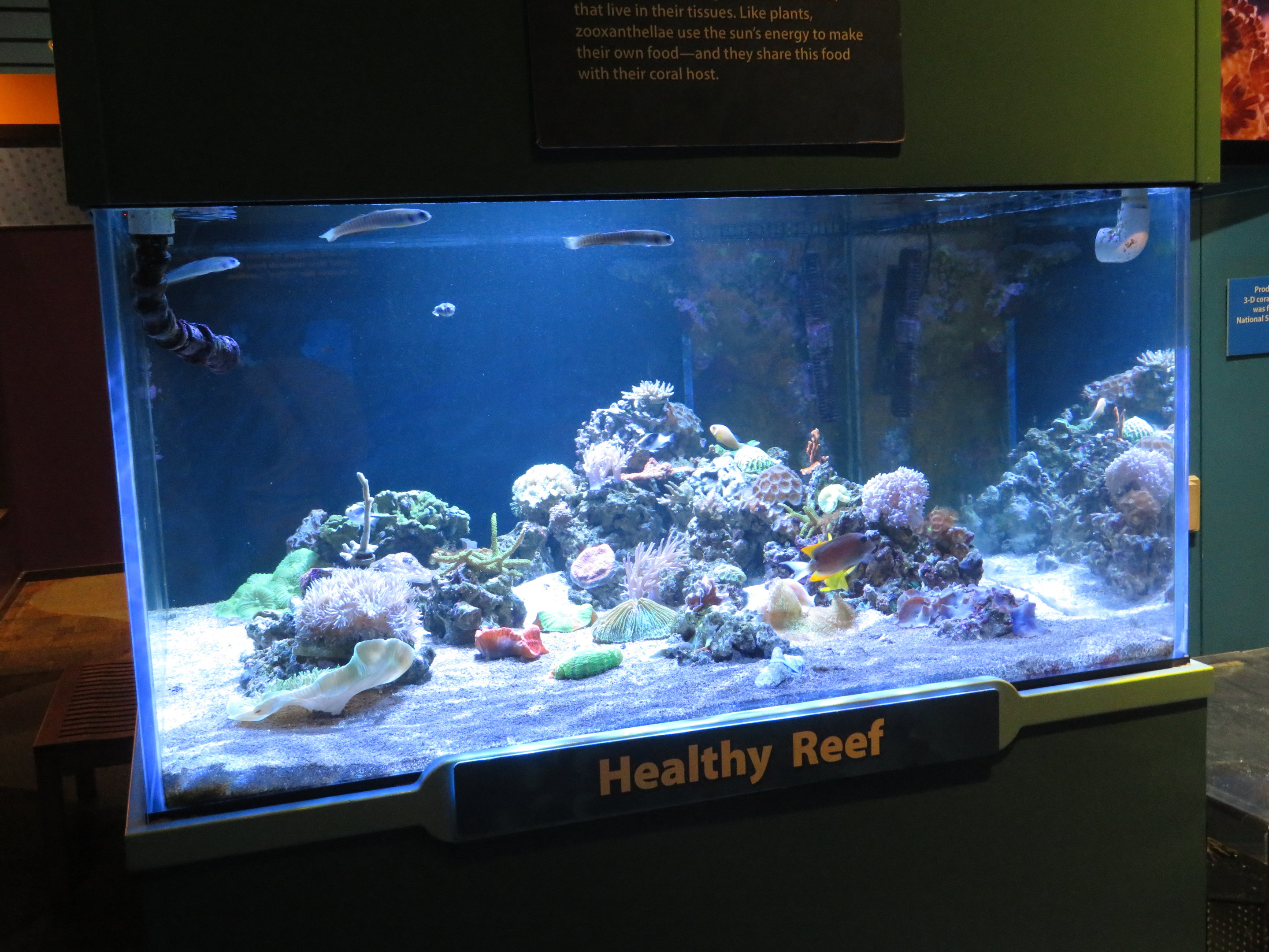 Healthy Reef Tank