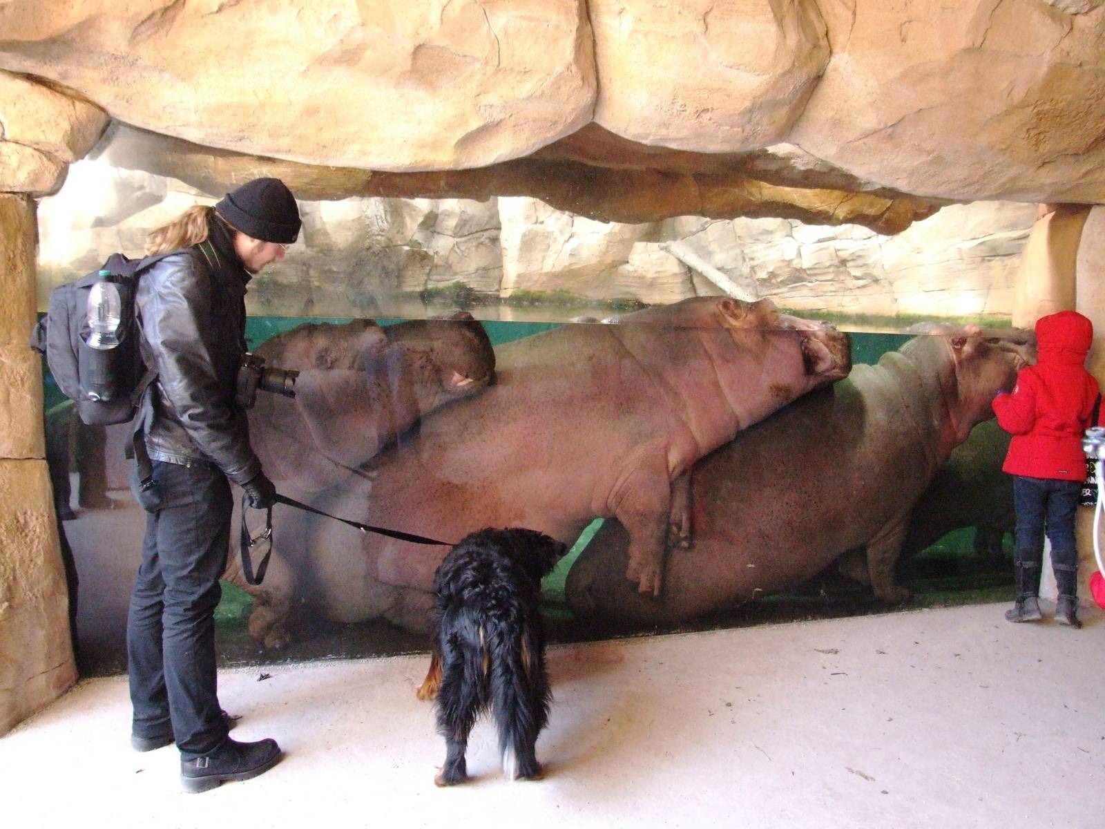 Heap of Hippos at Hannover, 23/03/13