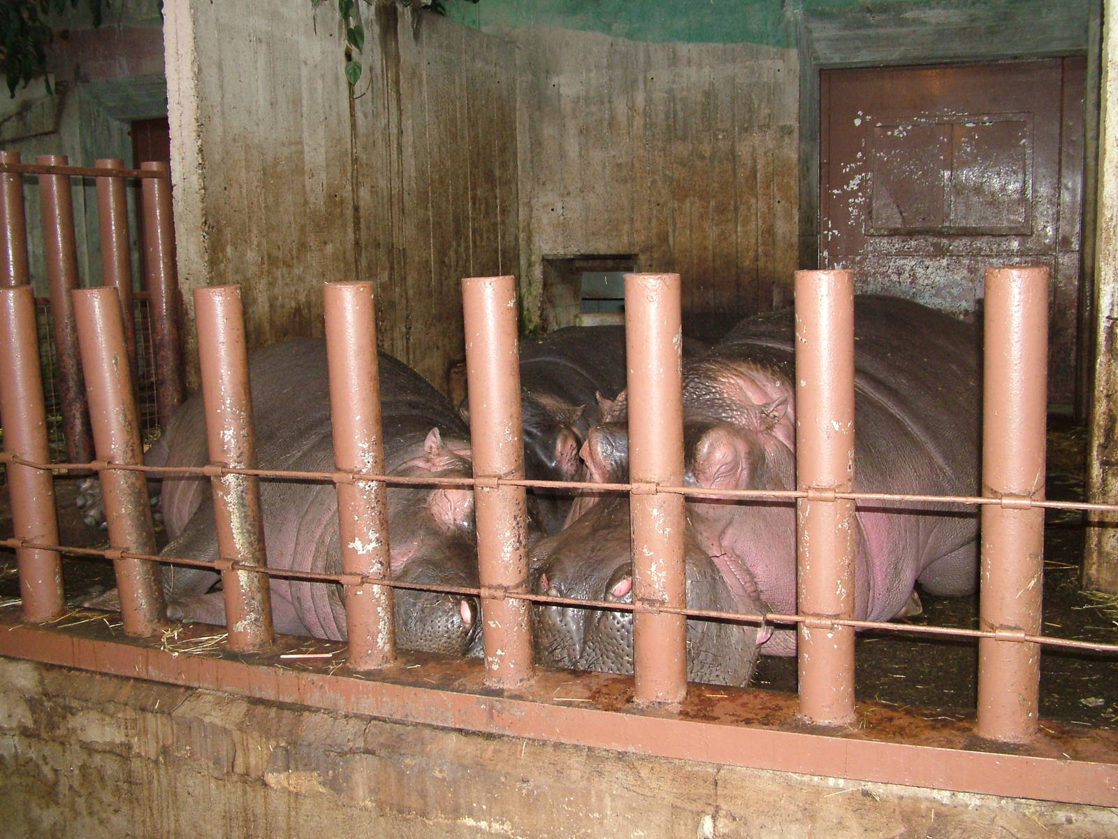 Heap of Hippos at Prague, 24/05/10