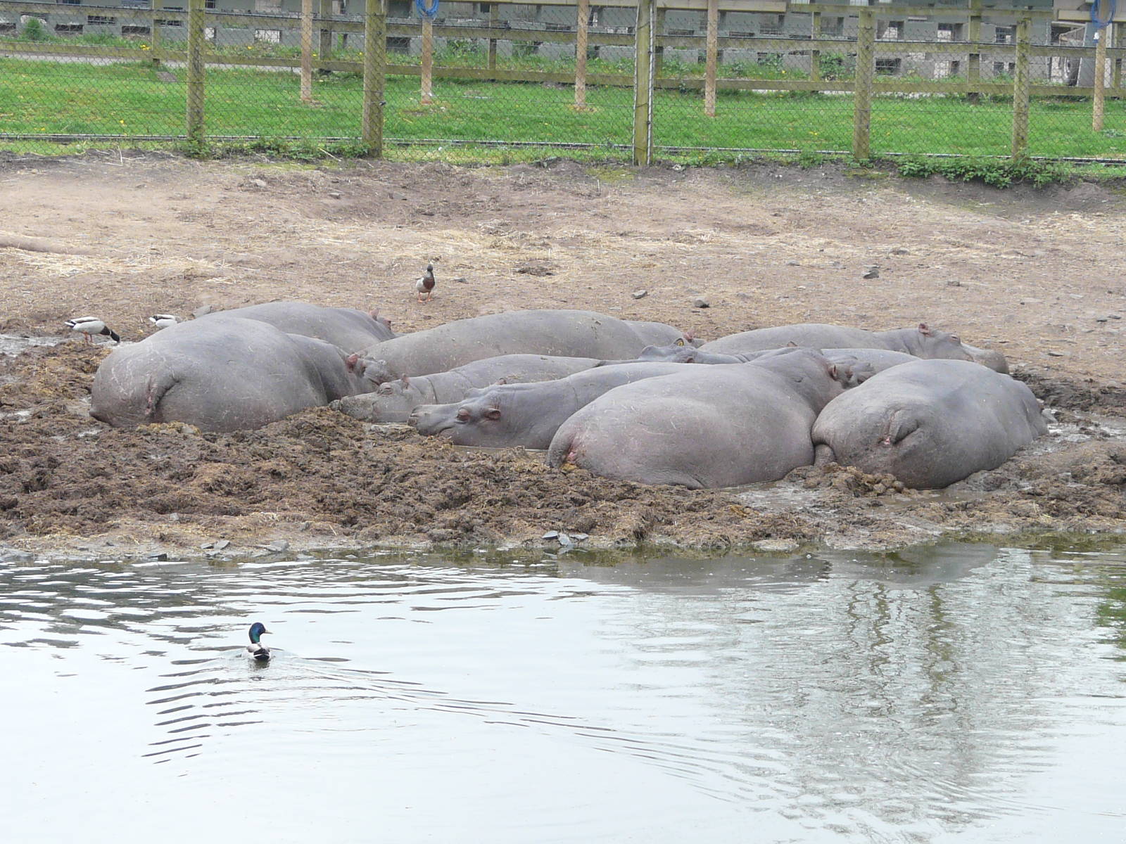 Heap of Hippos
