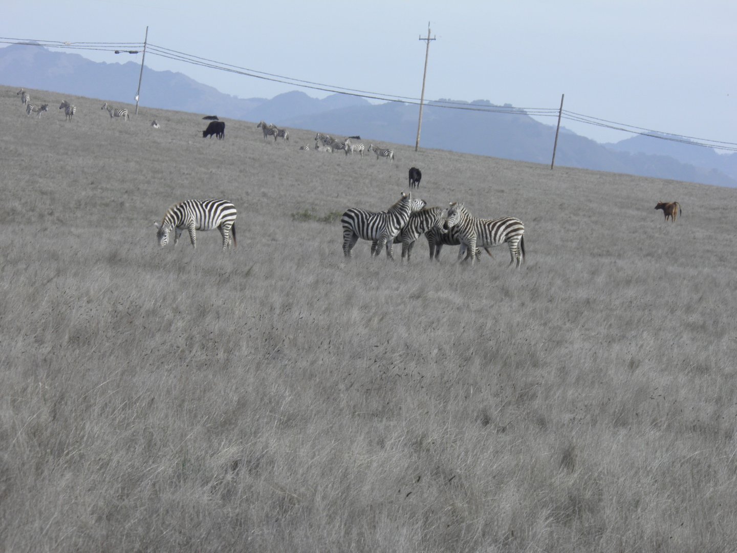 Hearst Castle Plains zebra