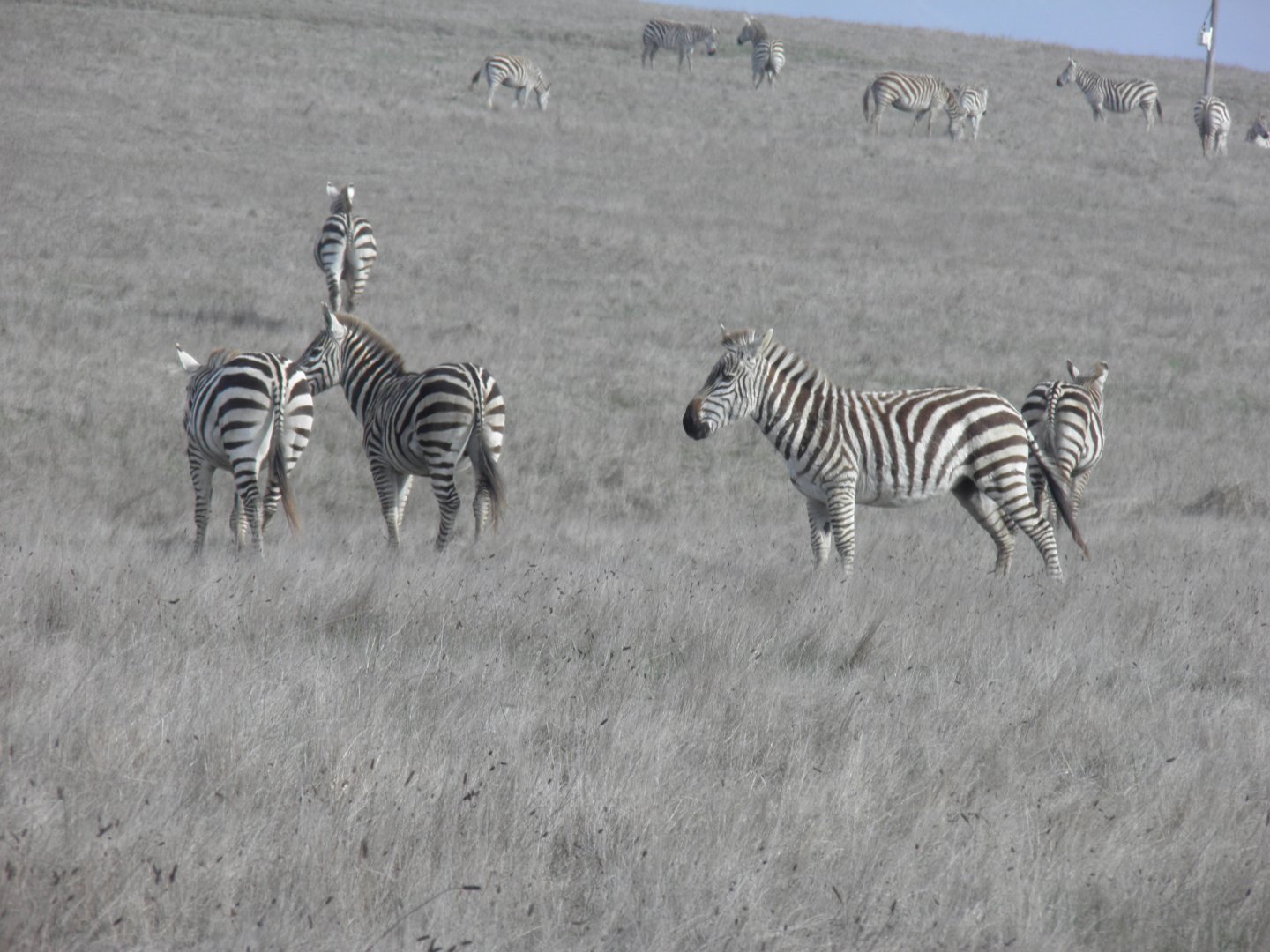 Hearst Castle Plains zebra
