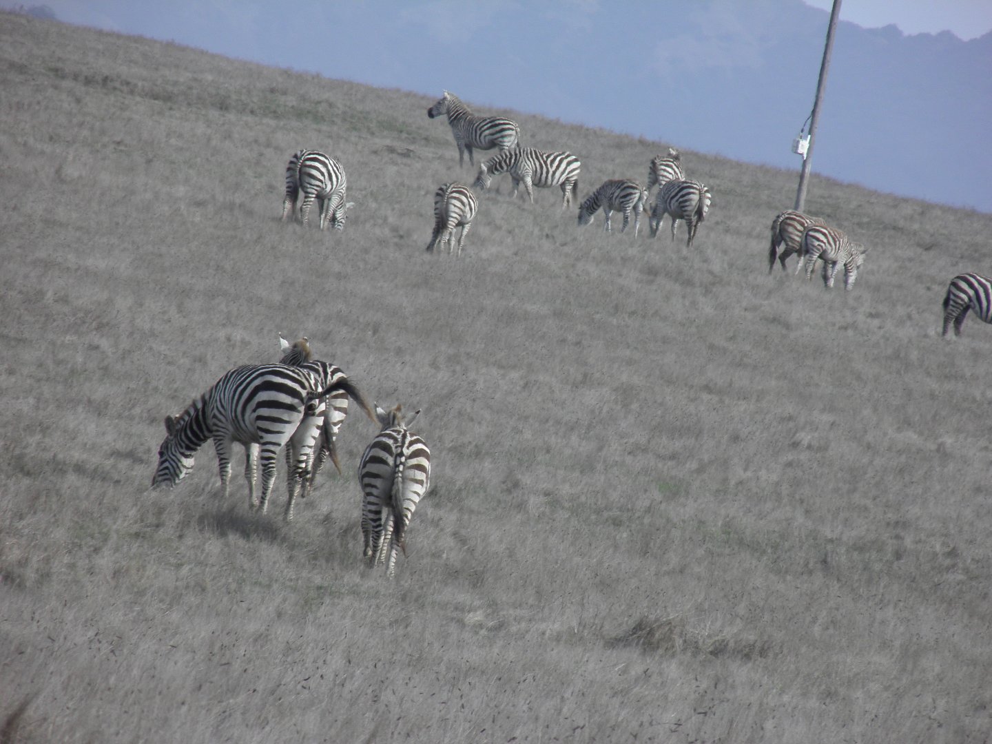 Hearst Castle Plains zebra