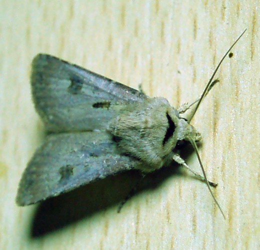 Heart and Dart (Agrotis exclamationis)