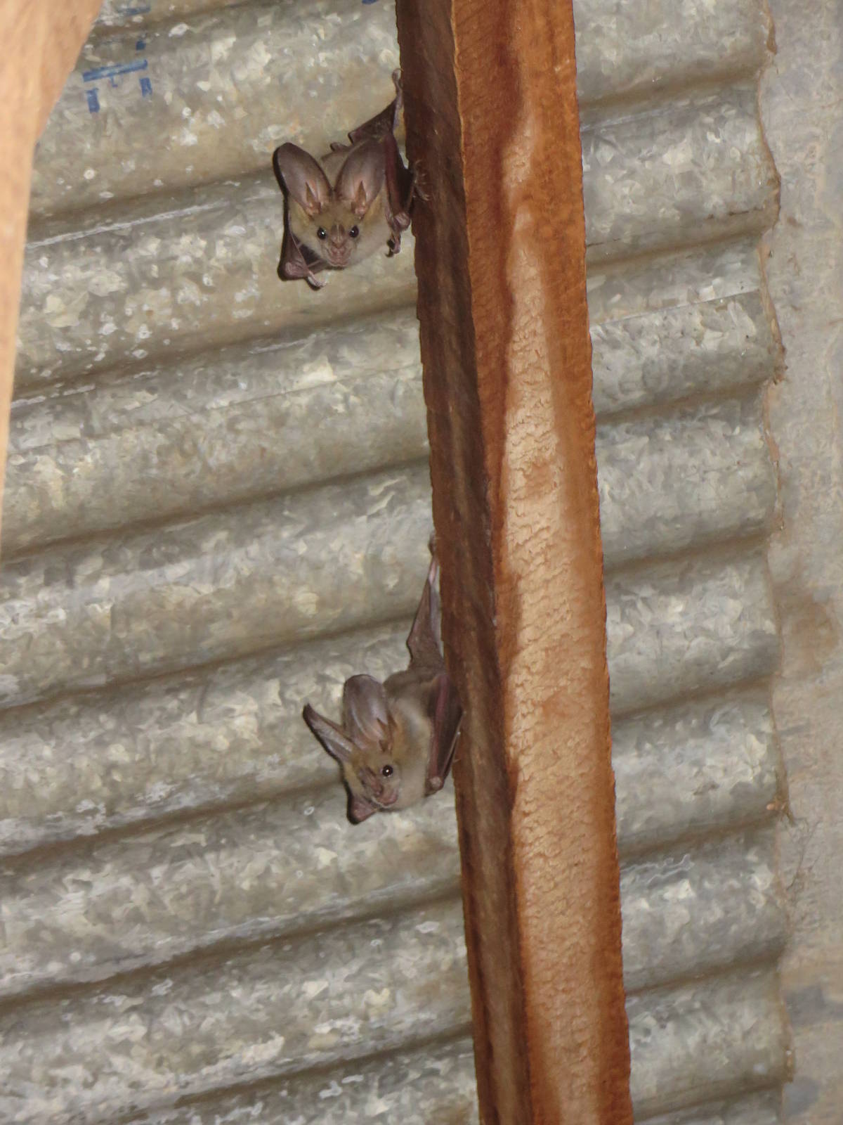 Heart-faced bats