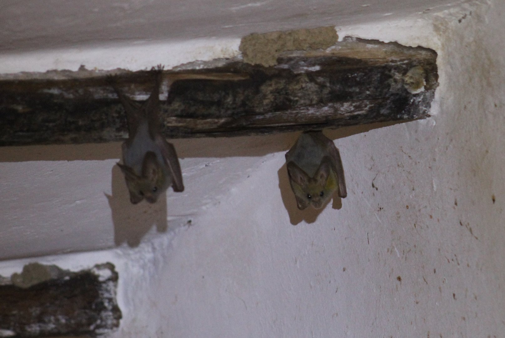 Heart-Nosed Bats