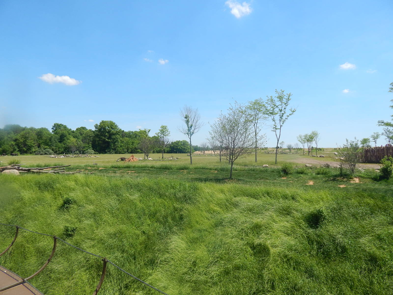 Heart of Africa - African Lion Exhibit + Savanna - Middle Viewing