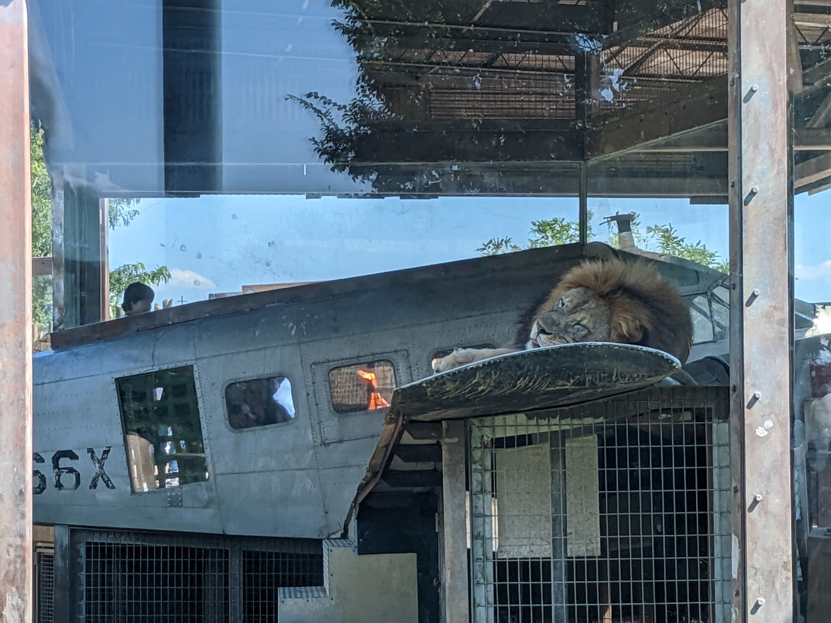 Heart of Africa -  African lion