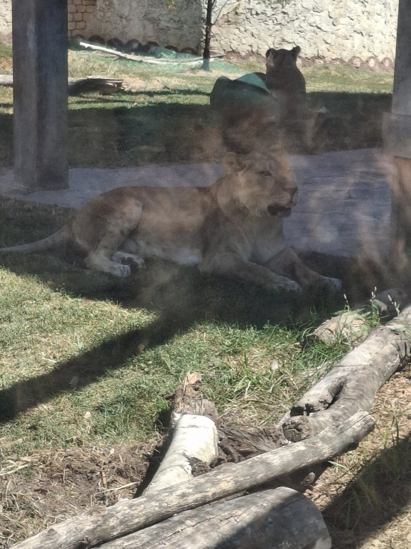 Heart of Africa- African Lion