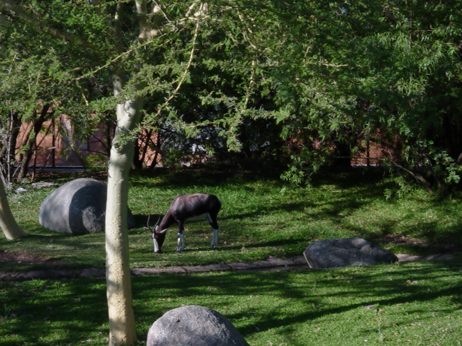 Heart of Africa - Bontebok
