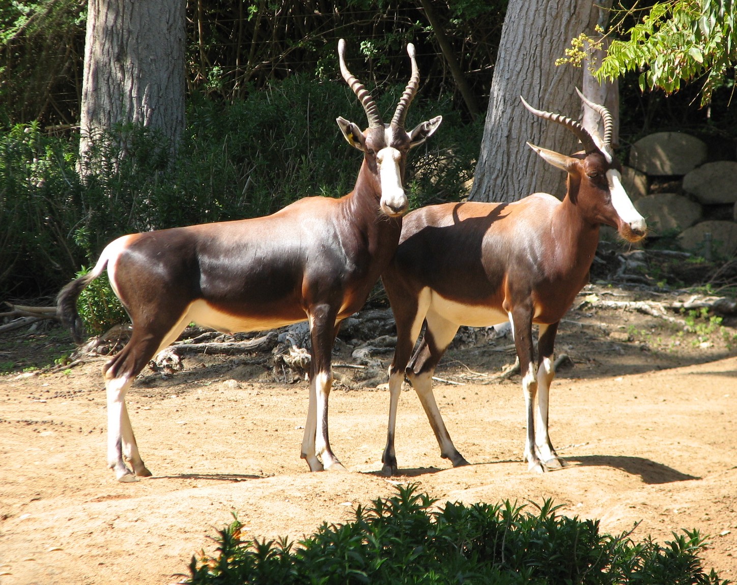 Heart of Africa - Bontebok