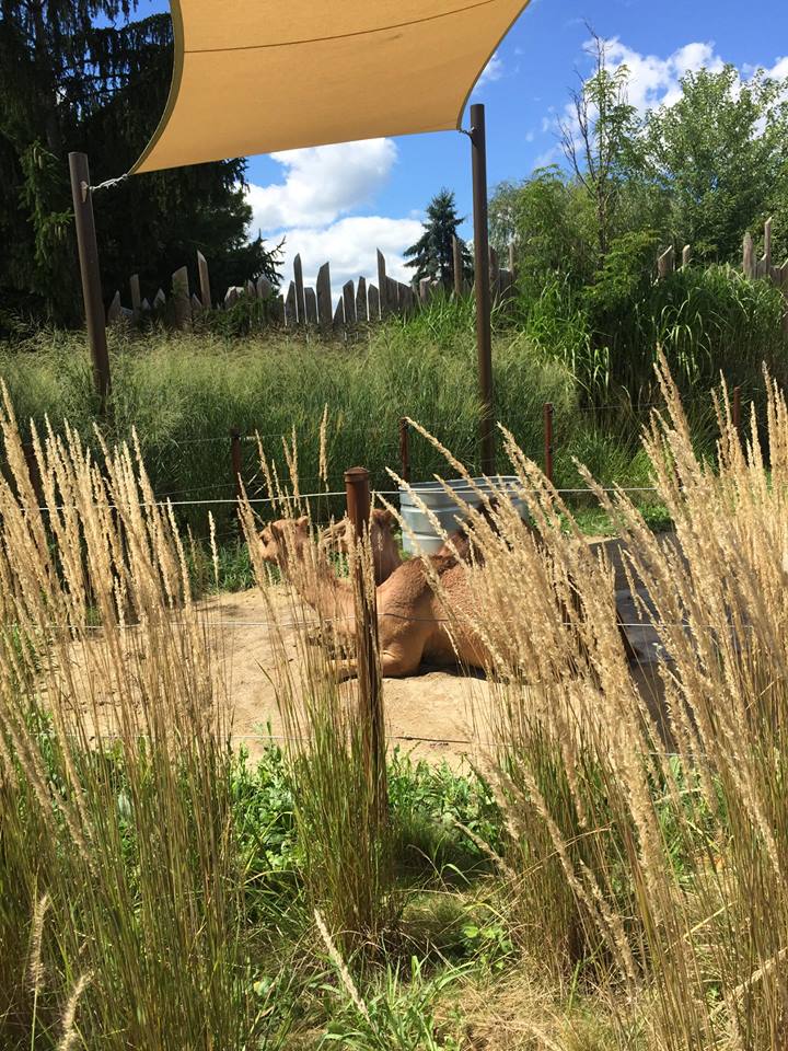 Heart of Africa- Camel