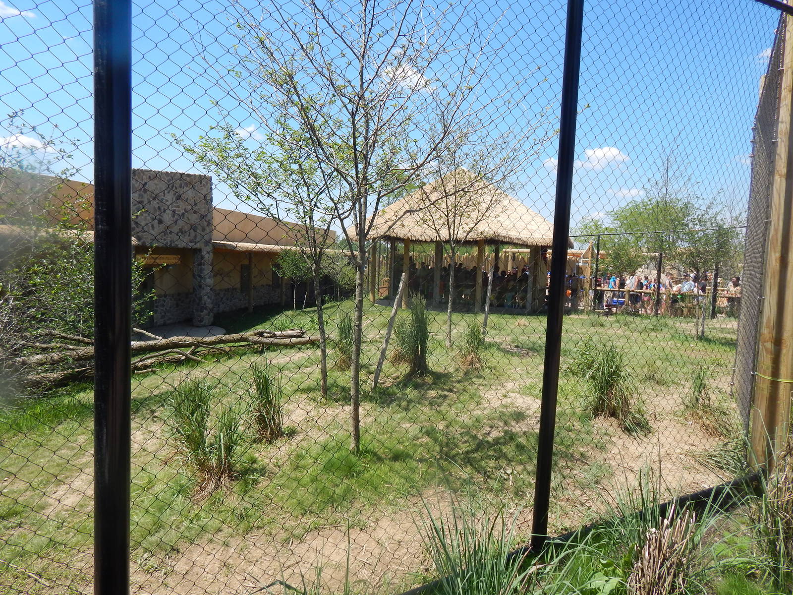 Heart of Africa - Cheetah + Labrador Retriever Exhibit