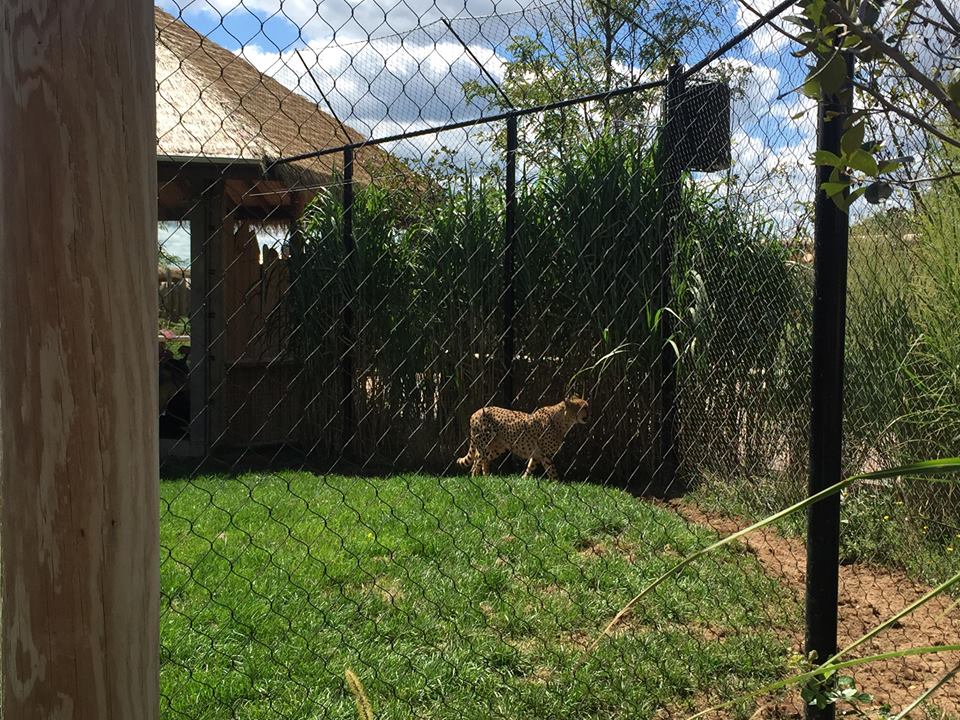 Heart of Africa- Cheetah