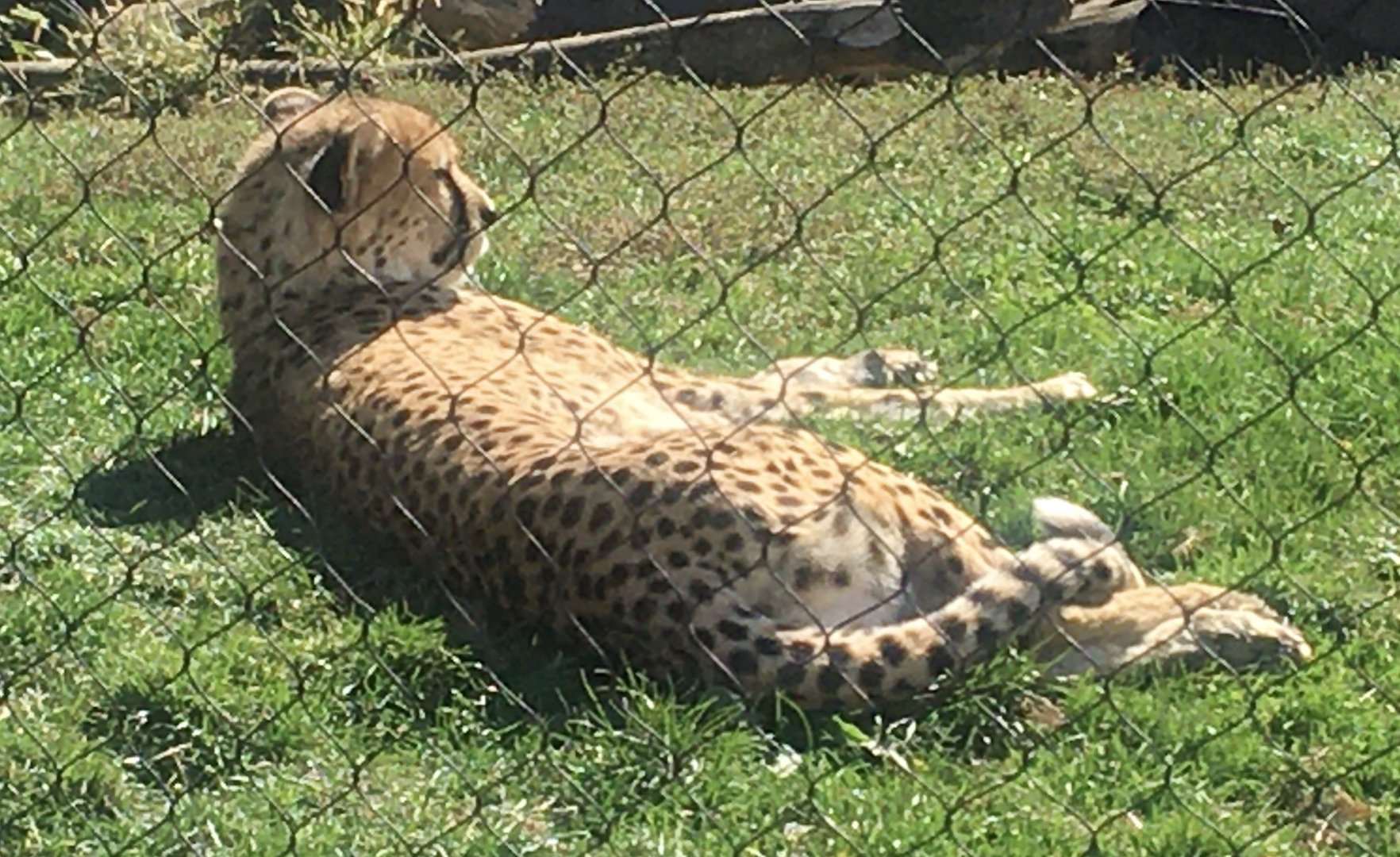 Heart of Africa - Cheetah