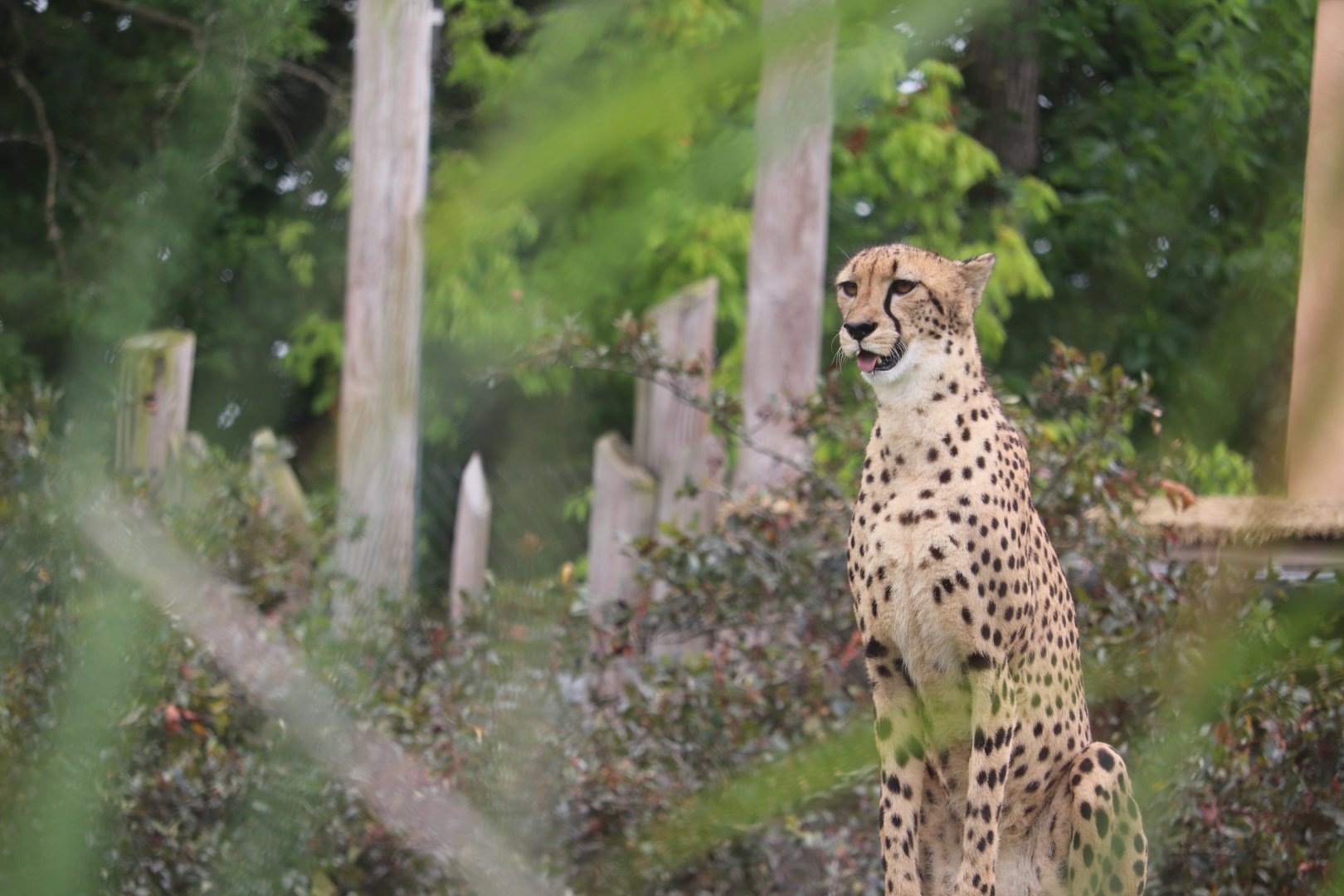 Heart of Africa - Cheetah